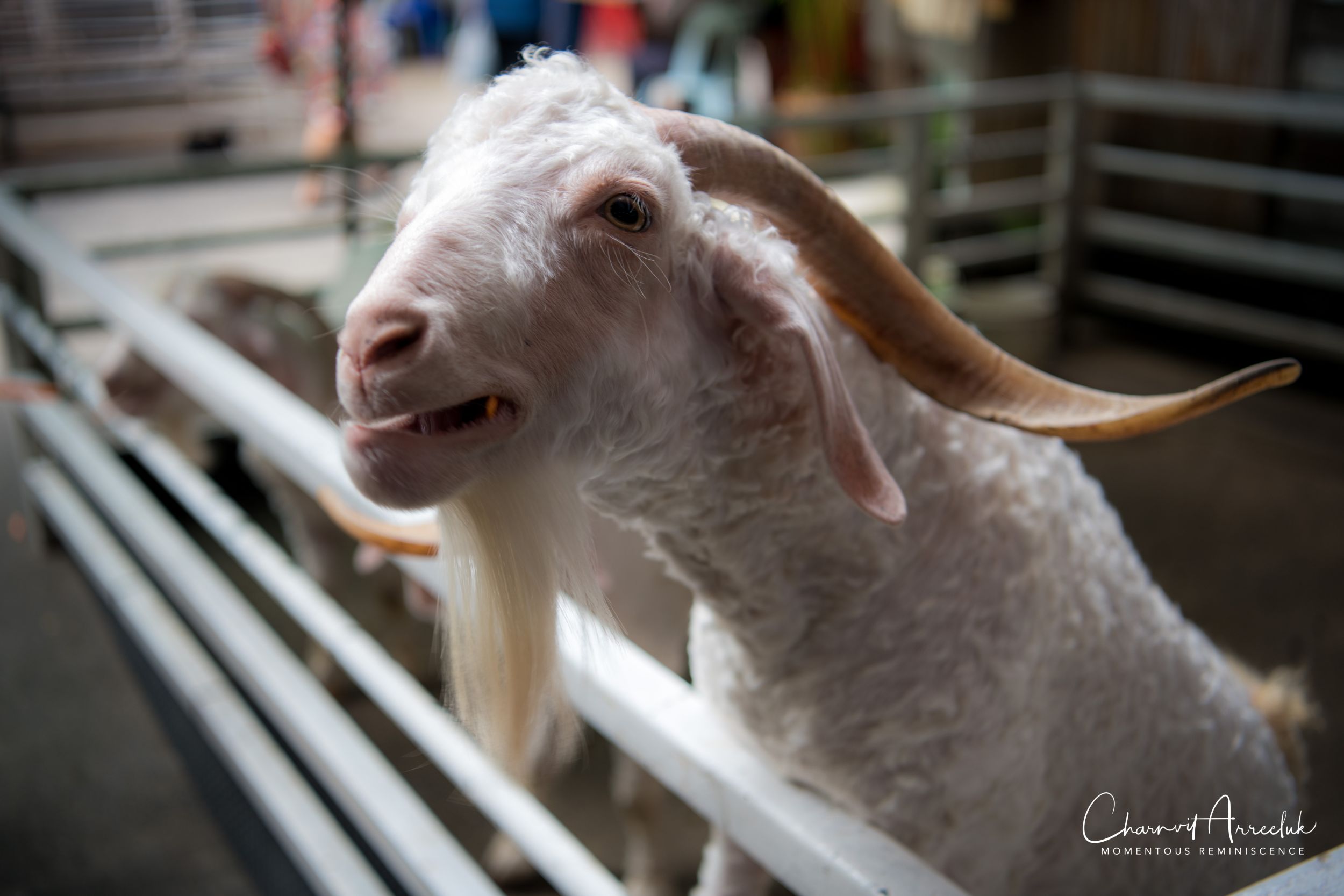 2018-09-01 - Kwan Riam Market-3_Resize.jpg