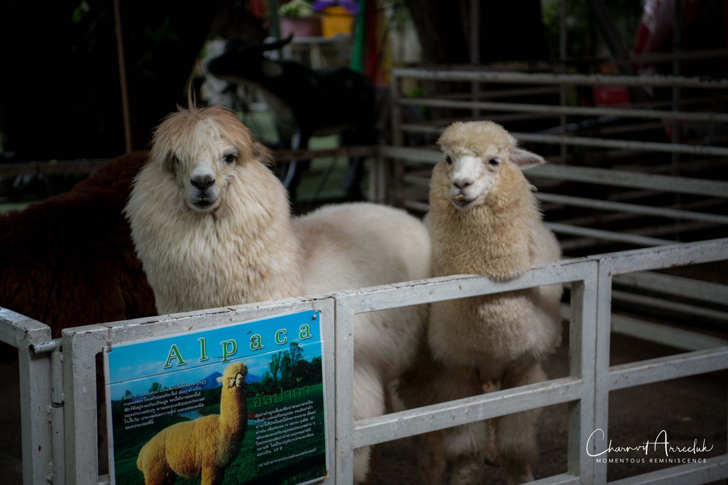 2018-09-01 - Kwan Riam Market-5_Resize.jpg