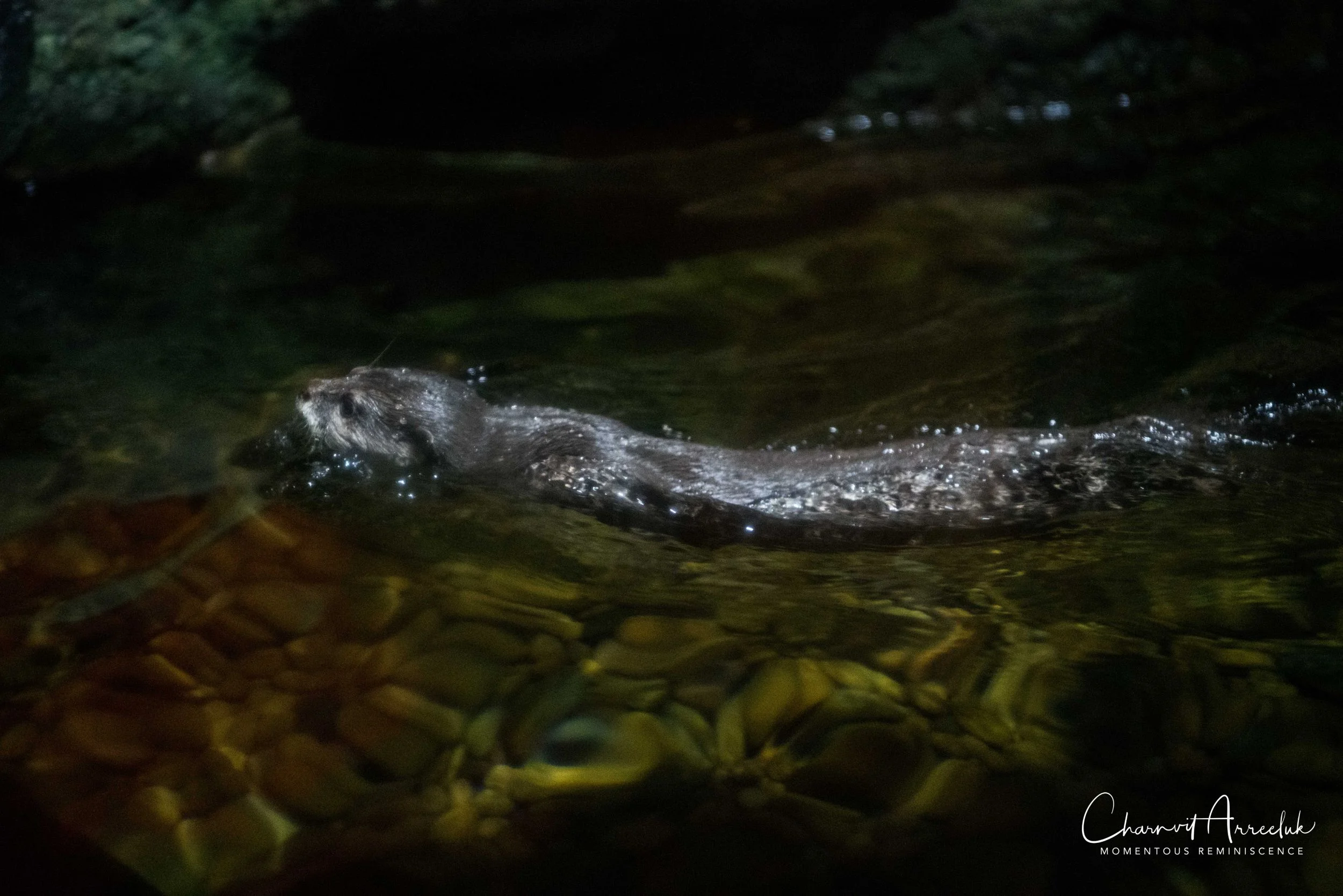 2018-11-19 - Siam Ocean World-197_Resize.jpg