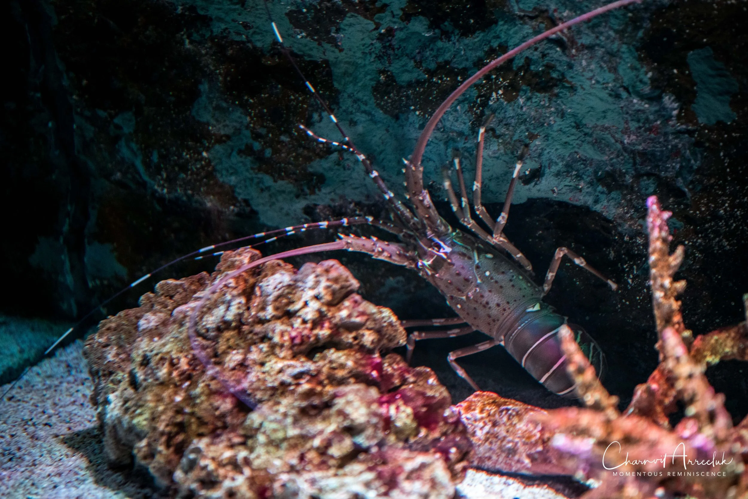 2018-11-19 - Siam Ocean World-33_Resize.jpg