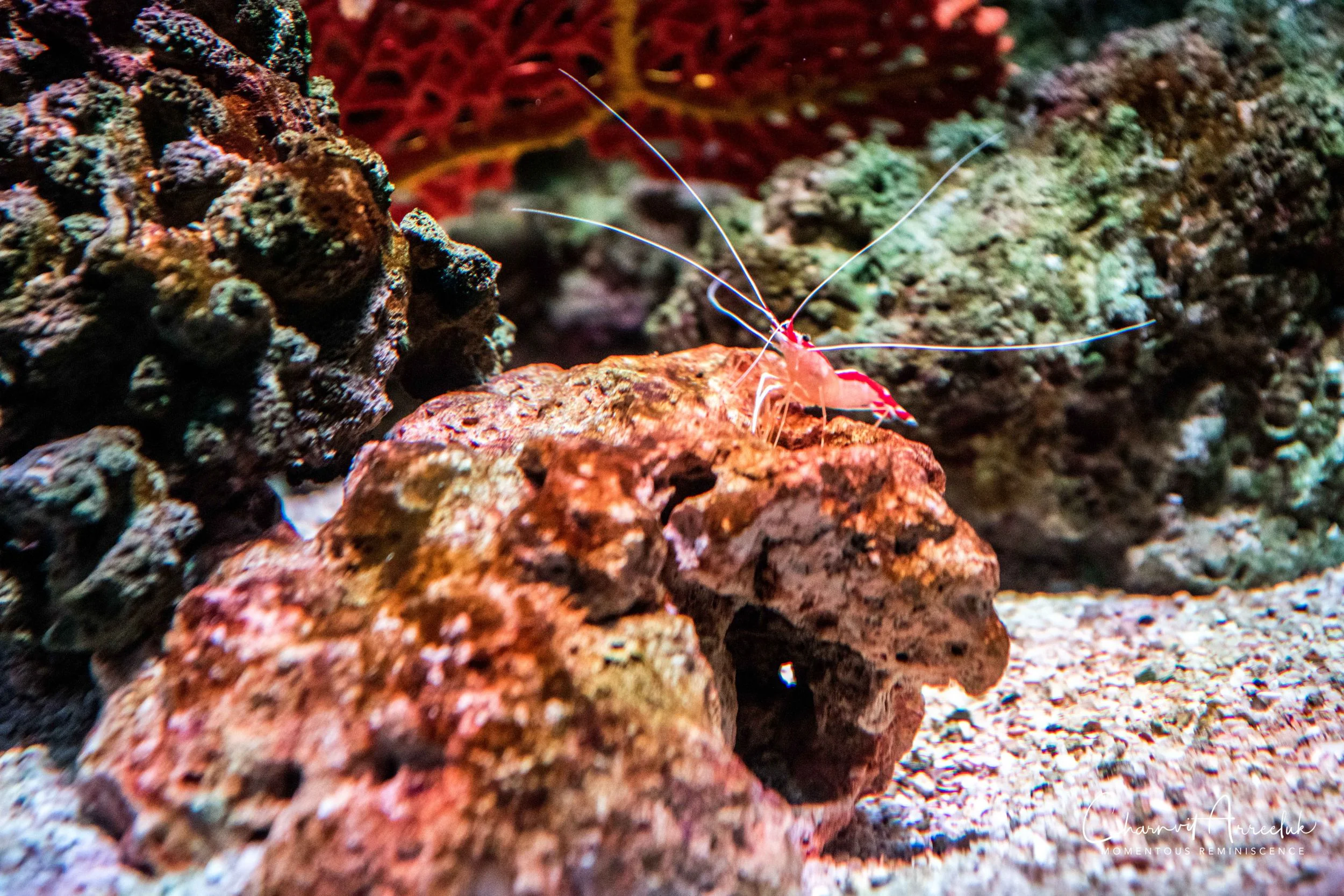 2018-11-19 - Siam Ocean World-41_Resize.jpg