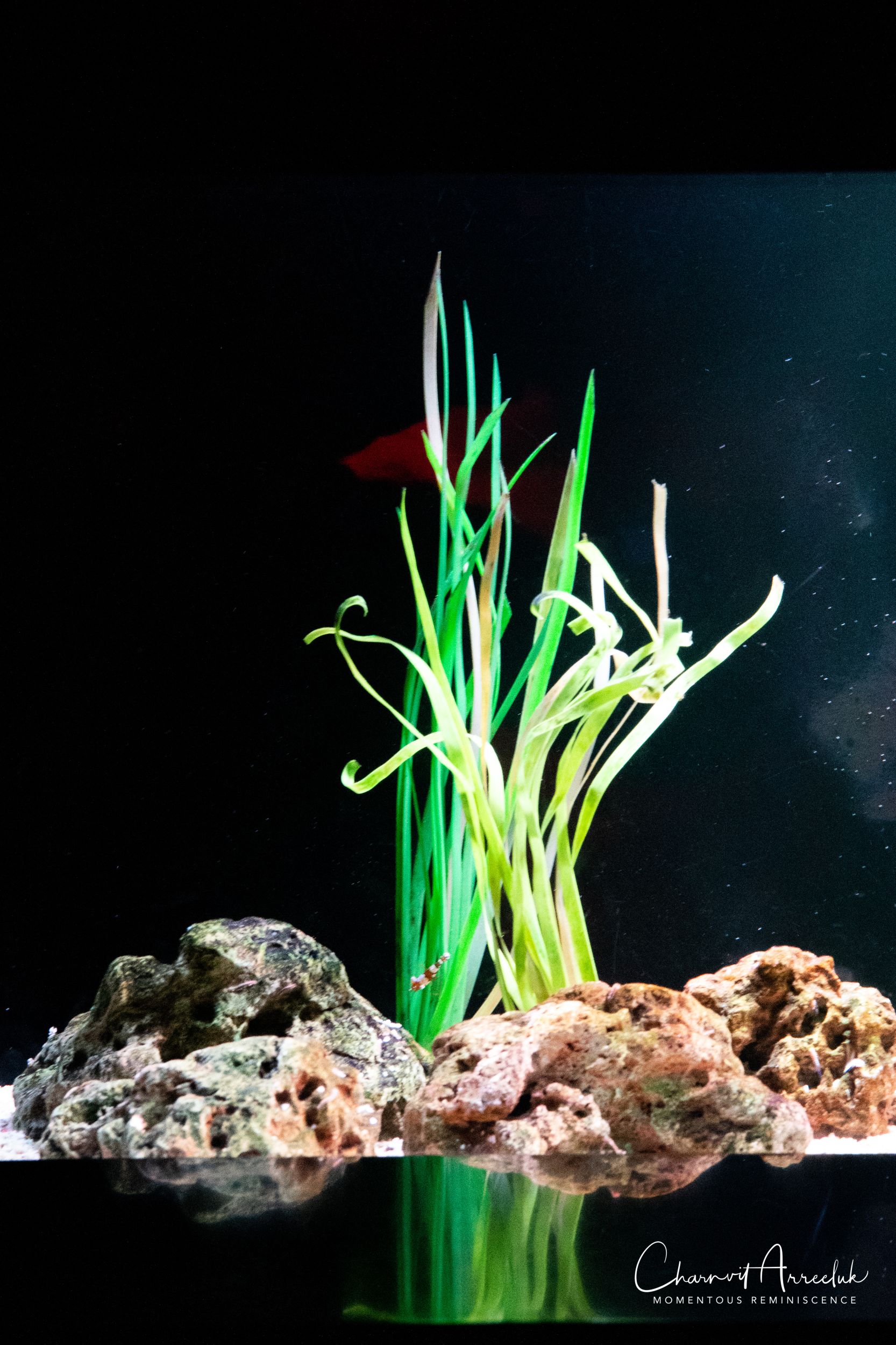 2018-11-19 - Siam Ocean World-52_Resize.jpg