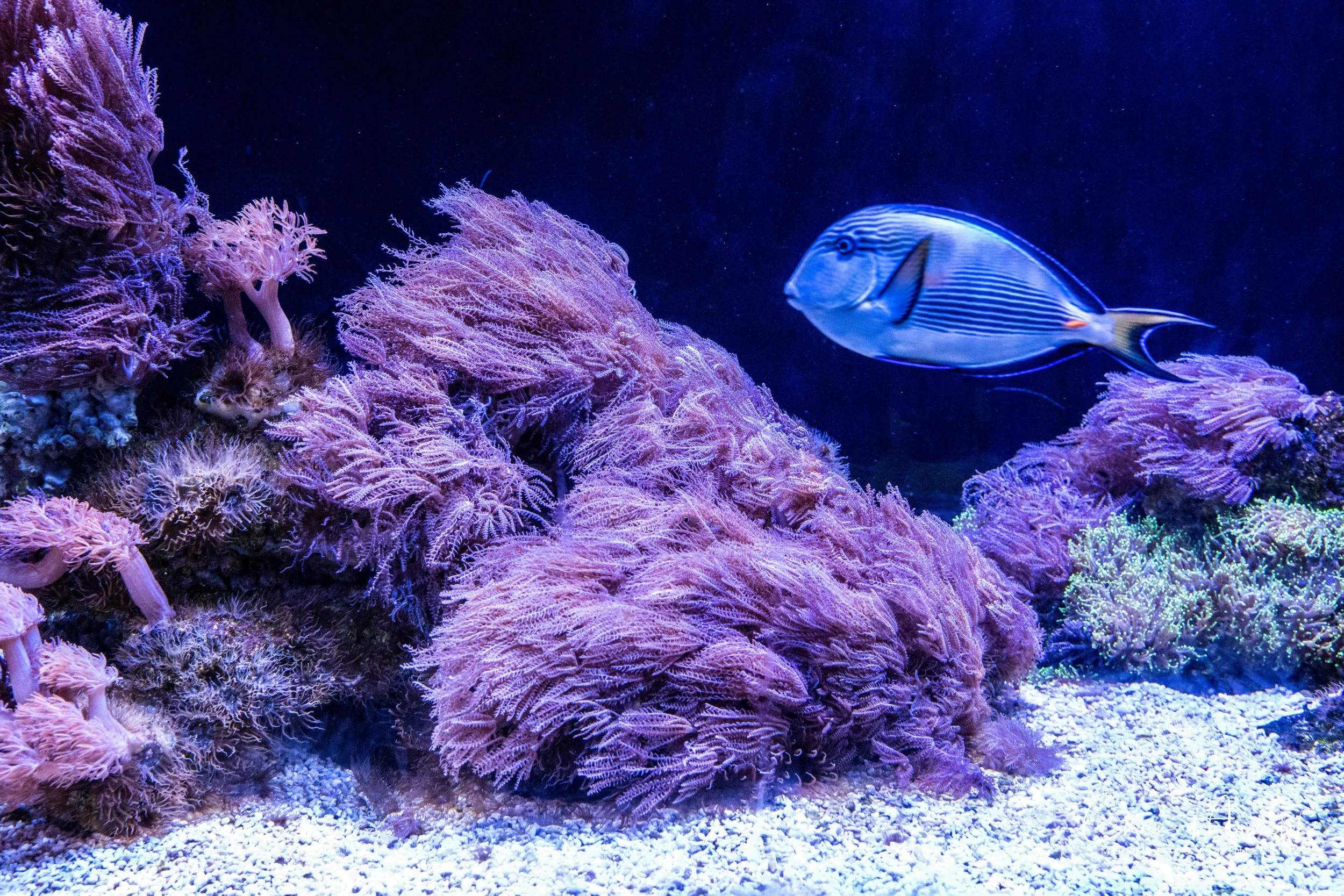 2018-11-19 - Siam Ocean World-48_Resize.jpg