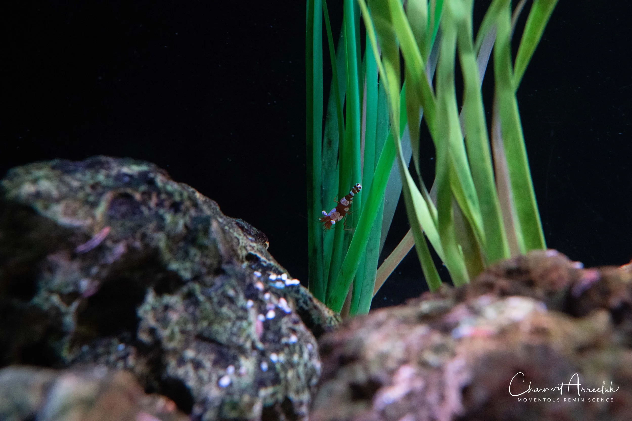 2018-11-19 - Siam Ocean World-53_Resize.jpg