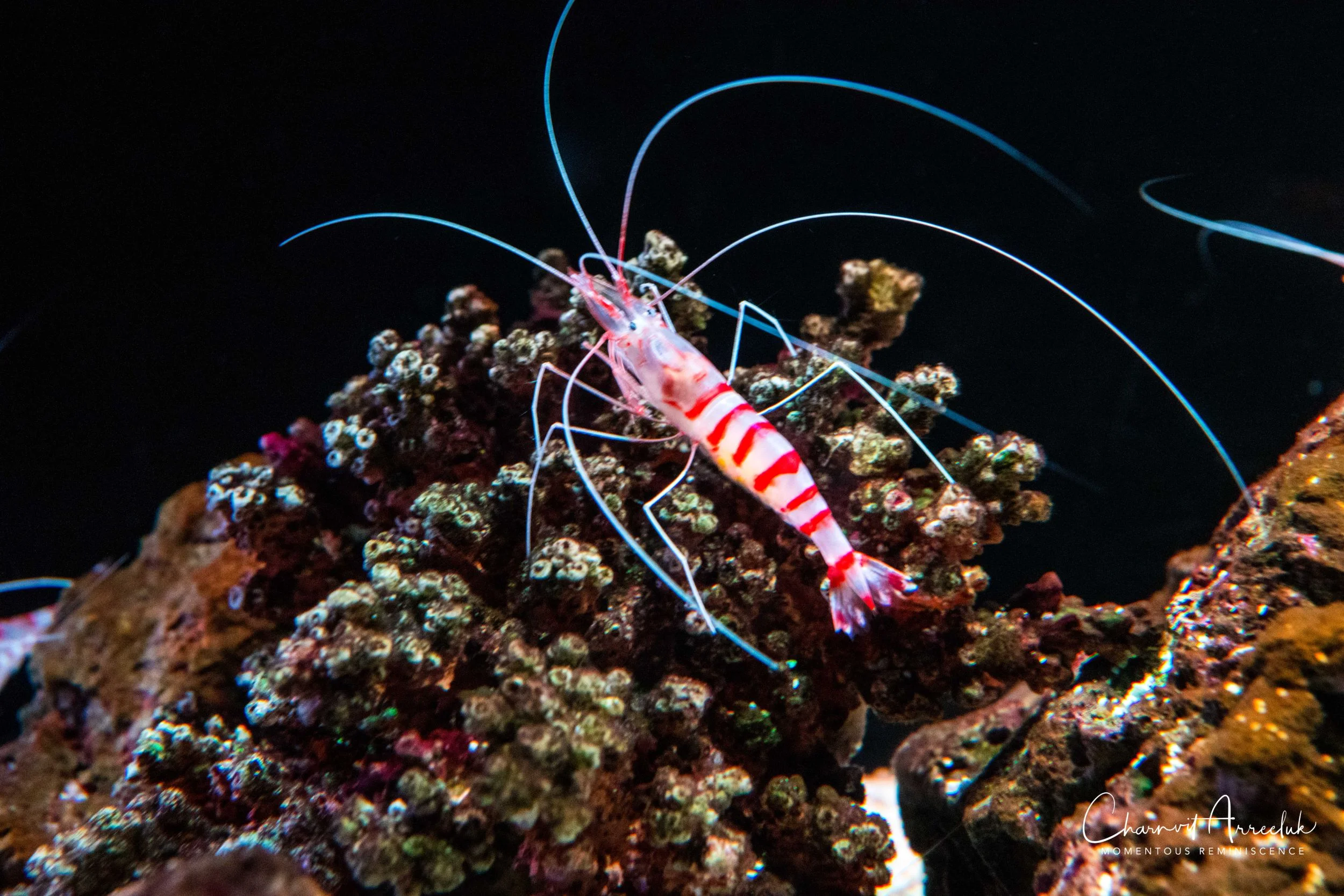 2018-11-19 - Siam Ocean World-55_Resize.jpg