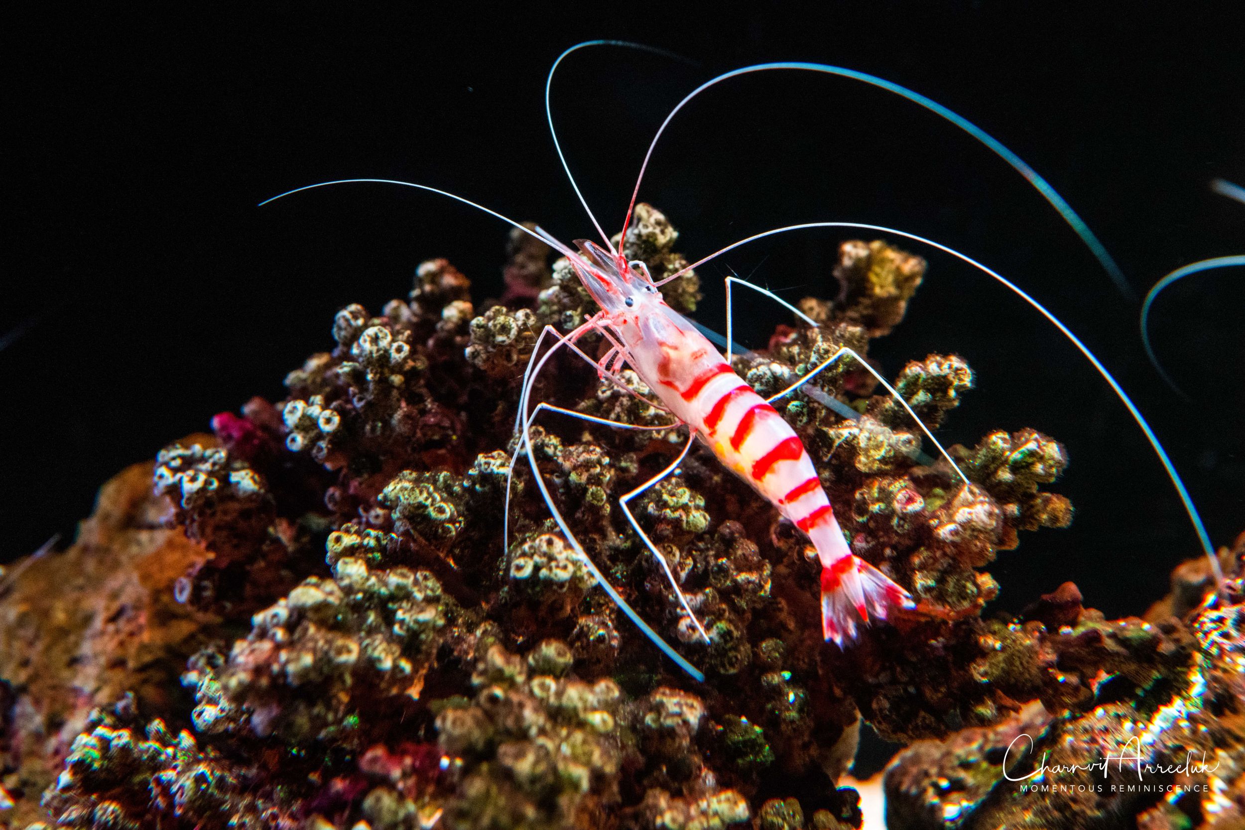 2018-11-19 - Siam Ocean World-57_Resize.jpg