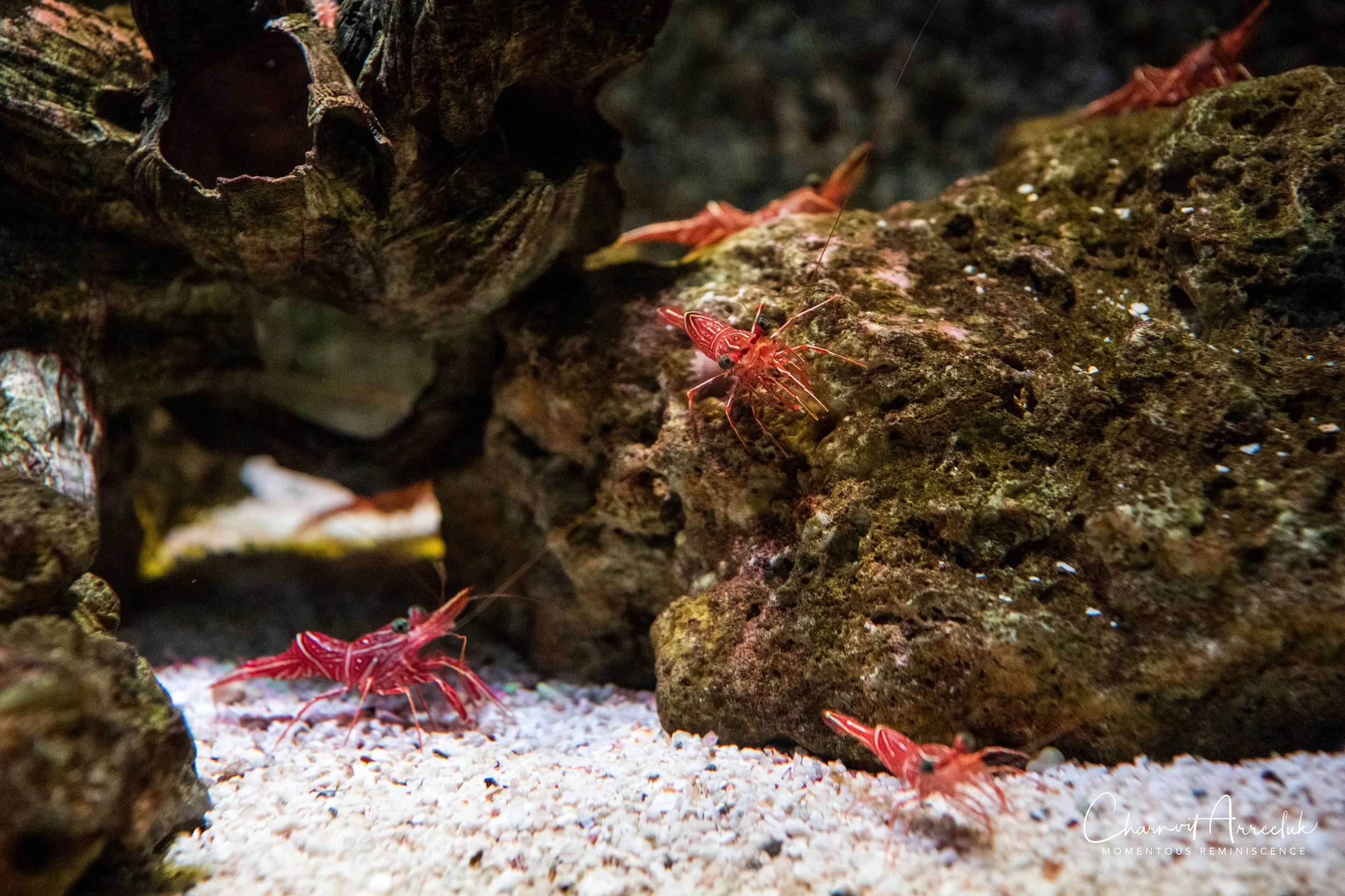 2018-11-19 - Siam Ocean World-59_Resize.jpg