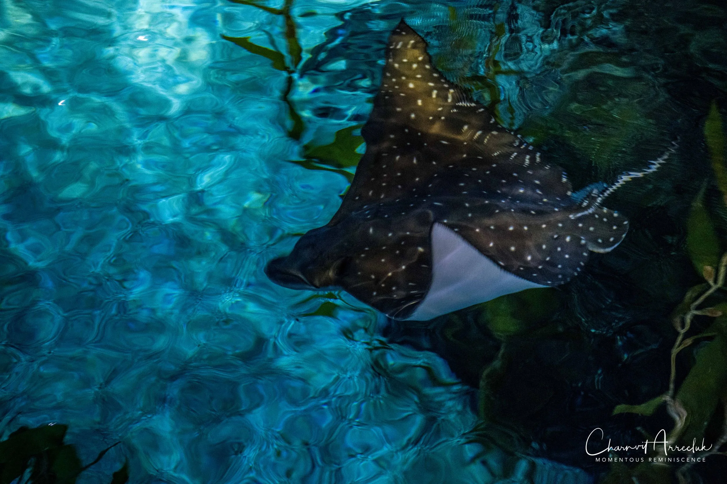 2018-11-19 - Siam Ocean World-65_Resize.jpg