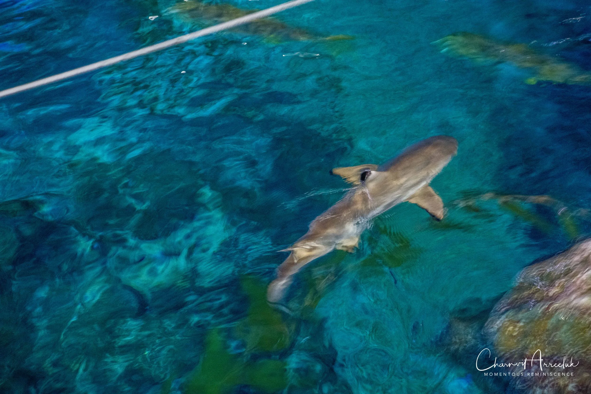 2018-11-19 - Siam Ocean World-73_Resize.jpg
