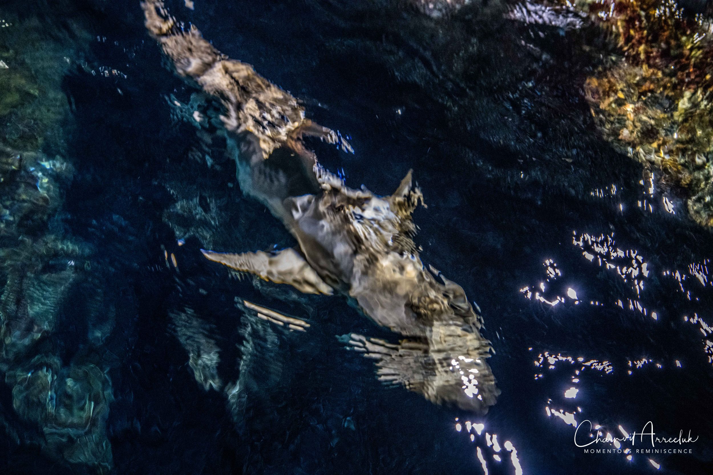 2018-11-19 - Siam Ocean World-78_Resize.jpg