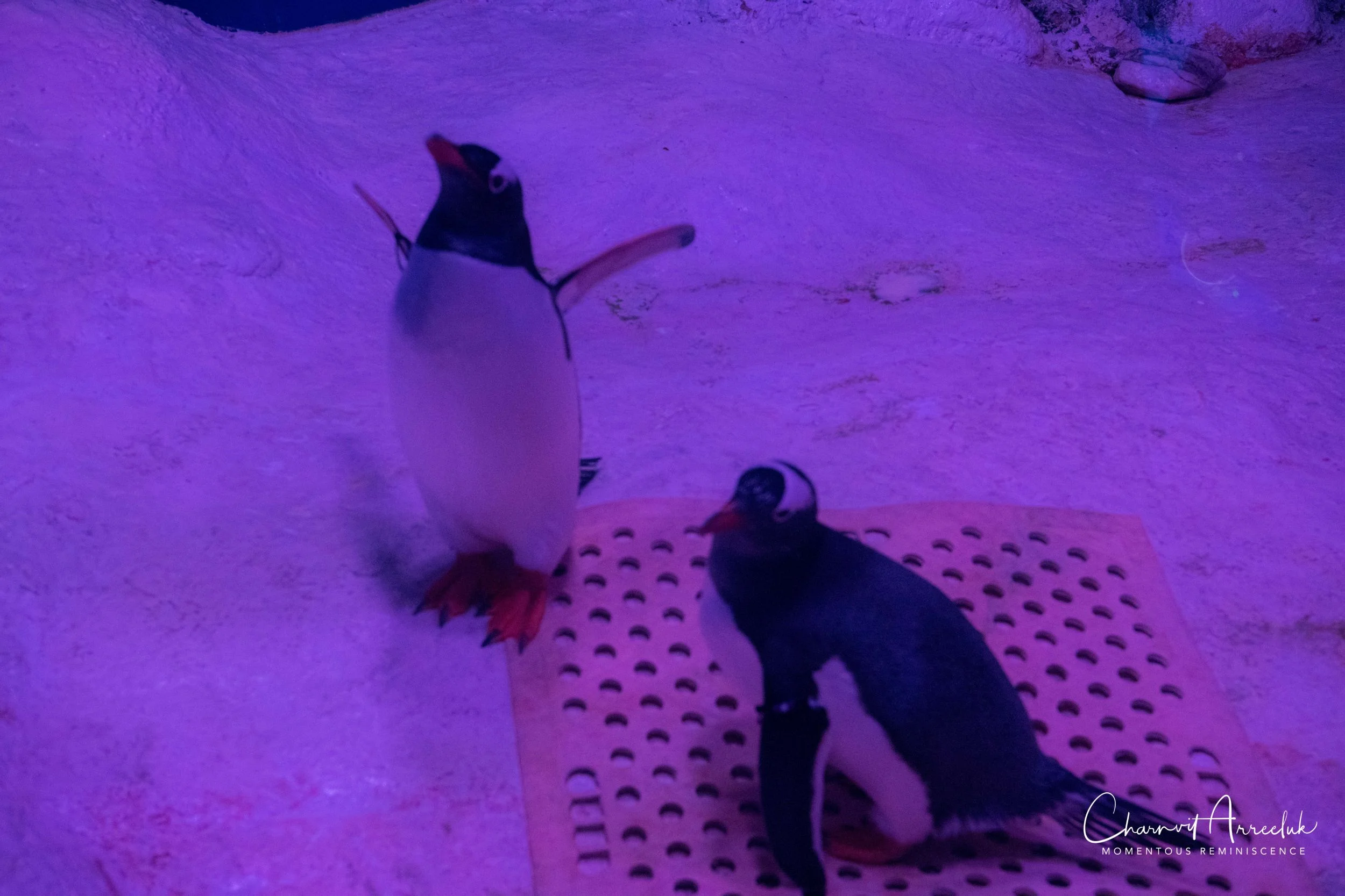 2018-11-19 - Siam Ocean World-95_Resize.jpg