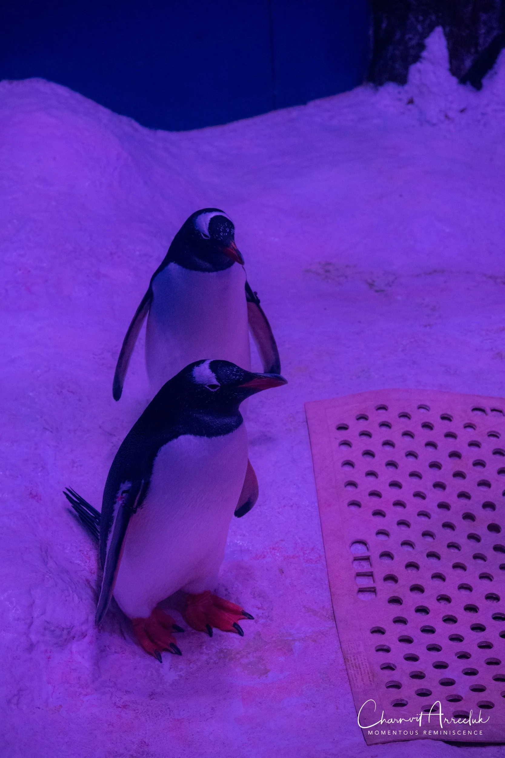 2018-11-19 - Siam Ocean World-100_Resize.jpg