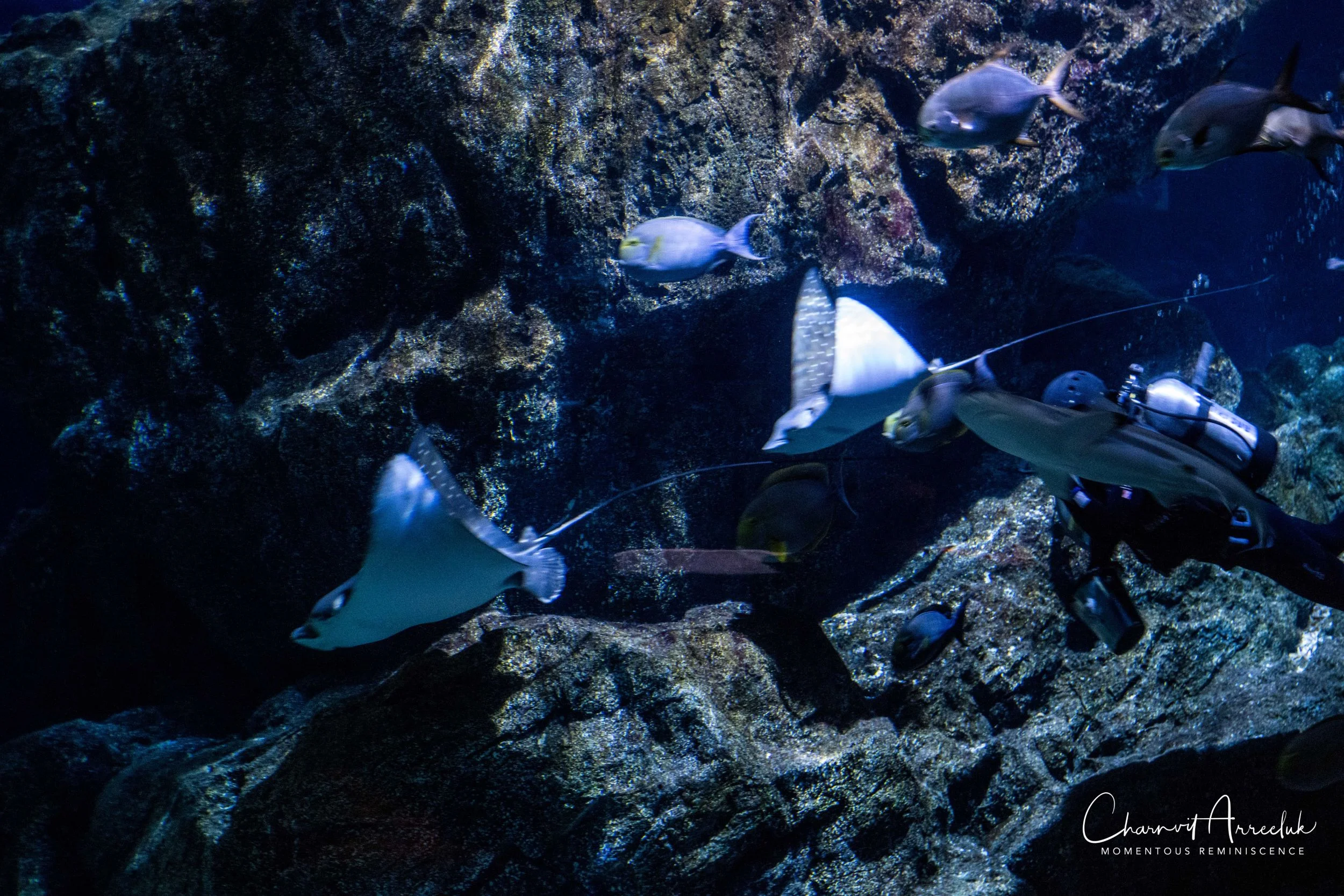 2018-11-19 - Siam Ocean World-107_Resize.jpg