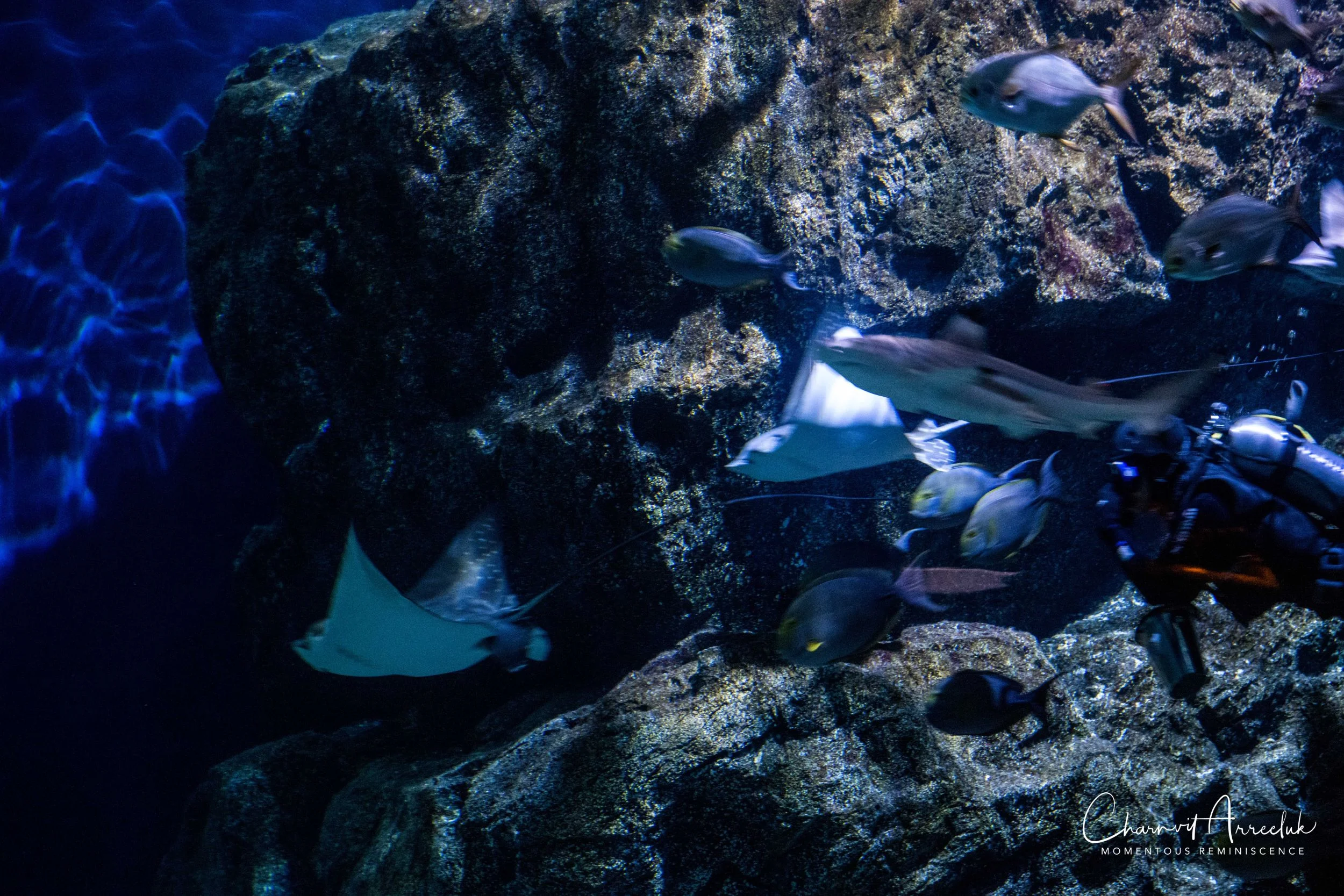 2018-11-19 - Siam Ocean World-108_Resize.jpg