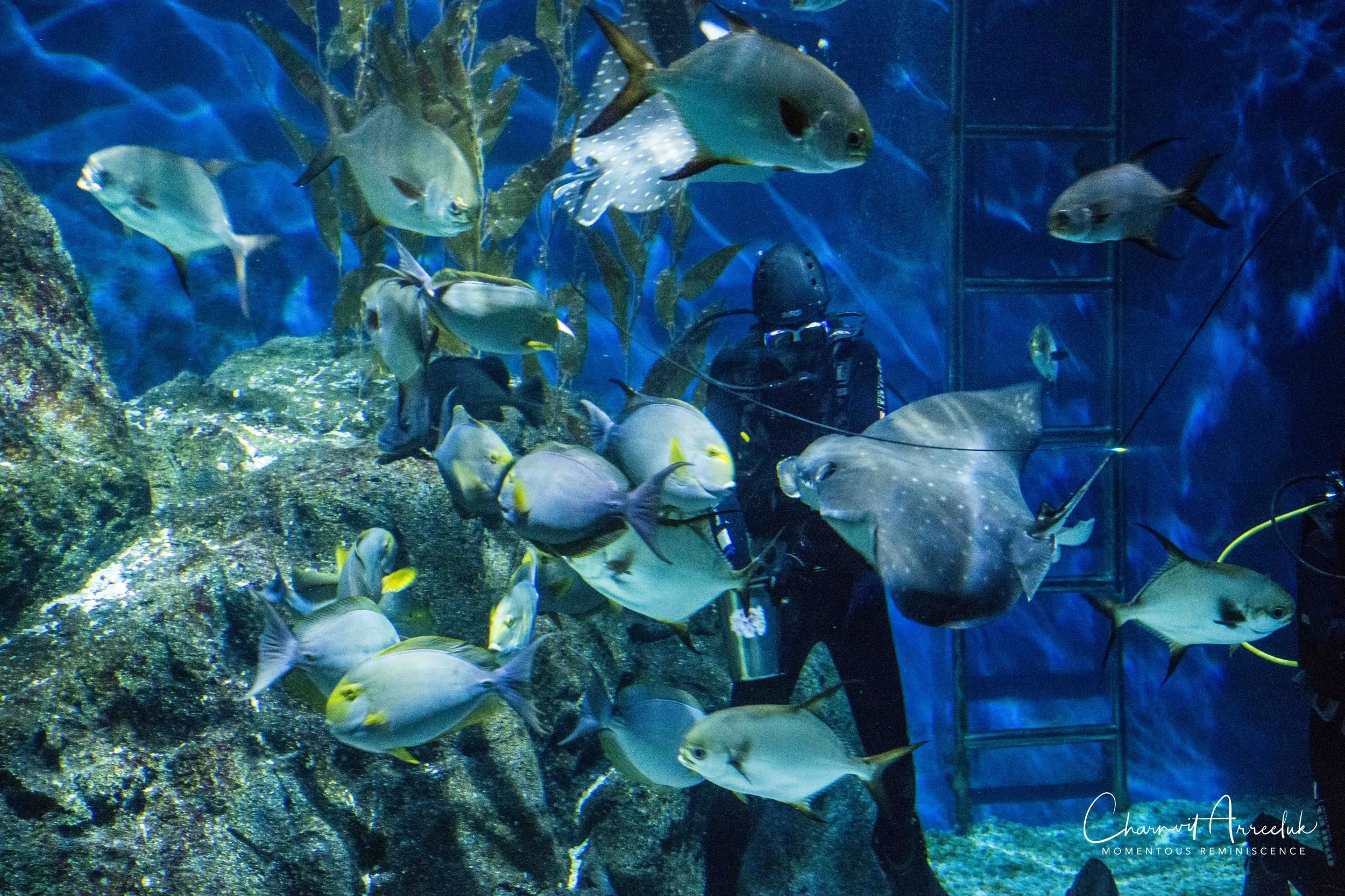 2018-11-19 - Siam Ocean World-117_Resize.jpg