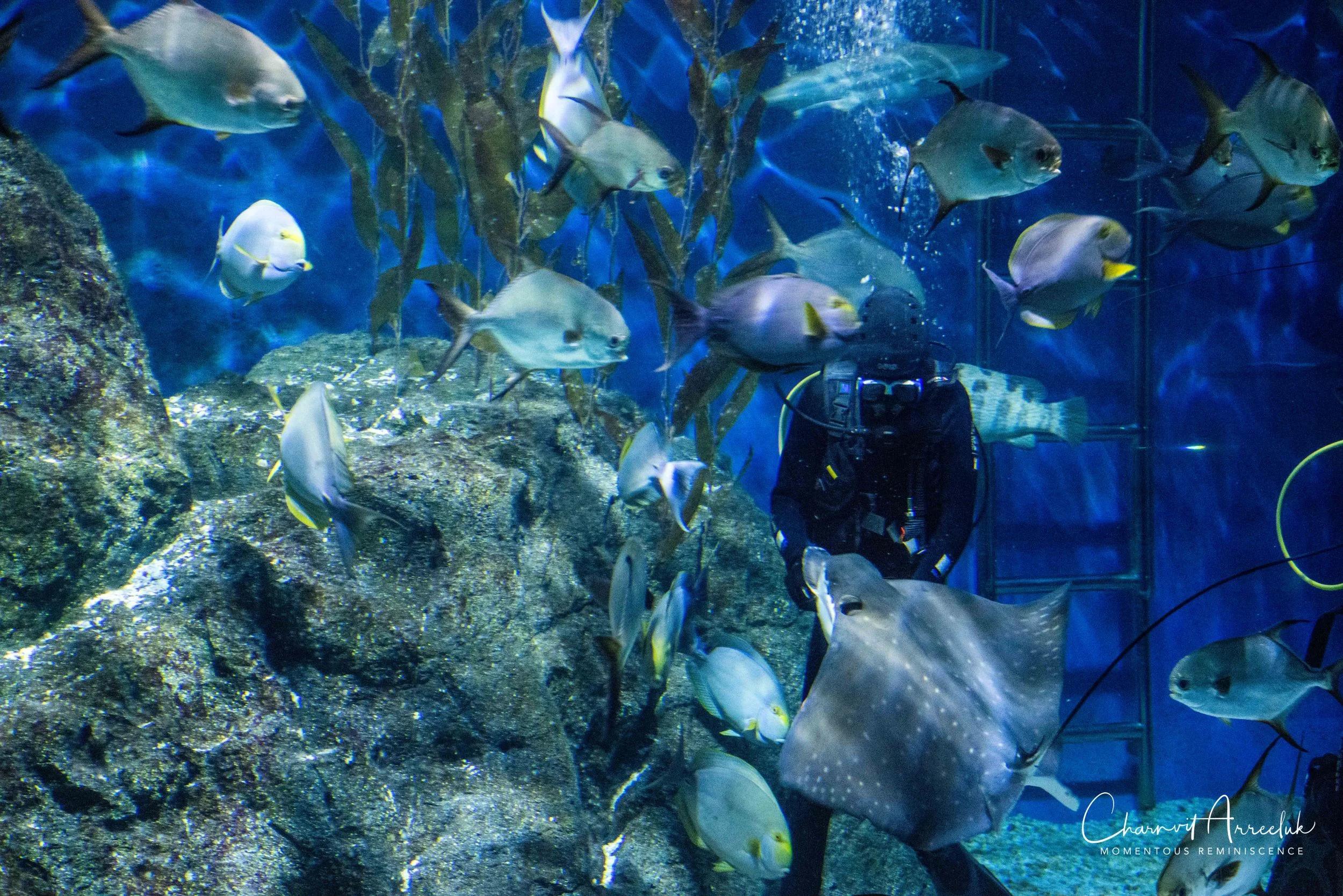 2018-11-19 - Siam Ocean World-119_Resize.jpg