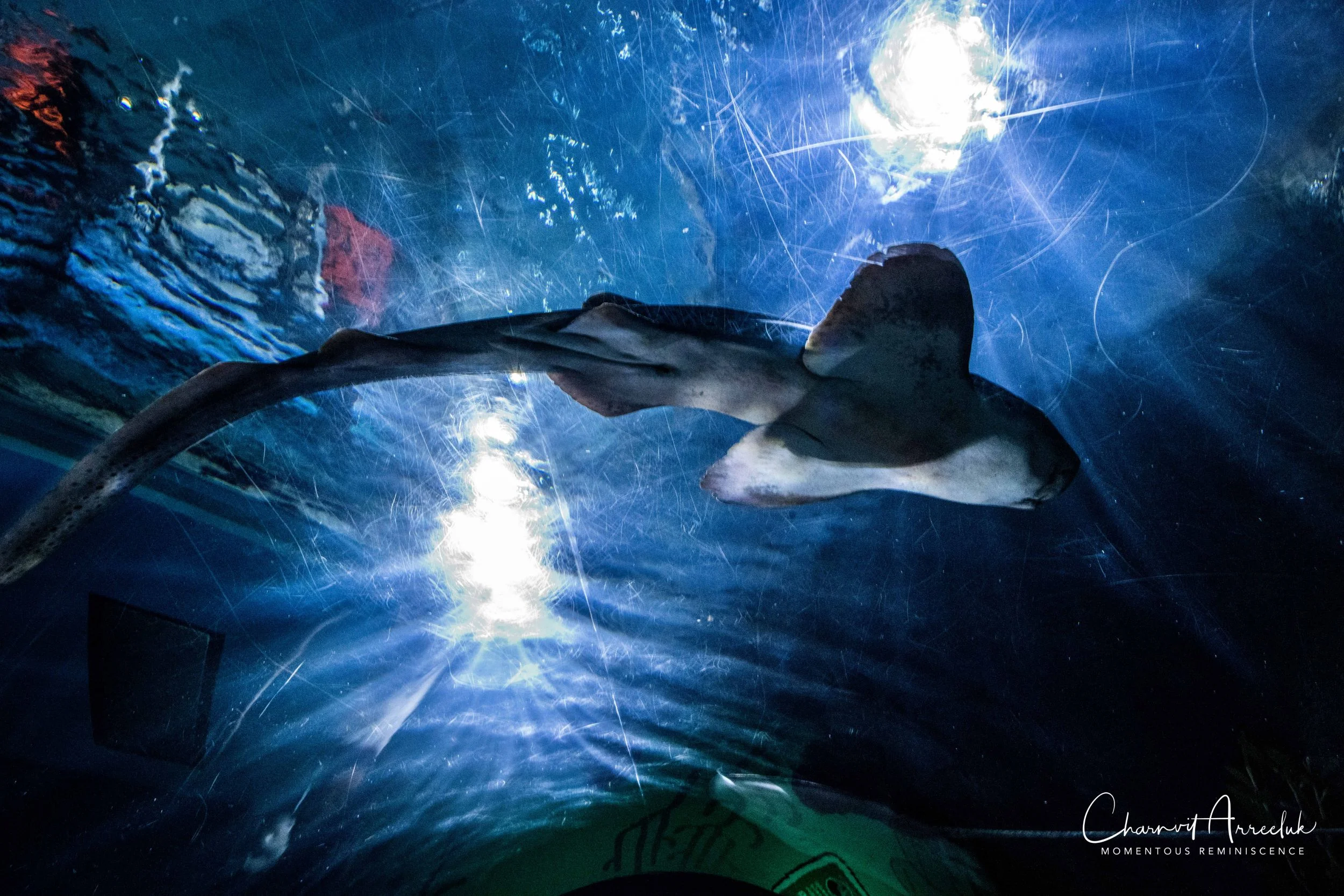 2018-11-19 - Siam Ocean World-136_Resize.jpg