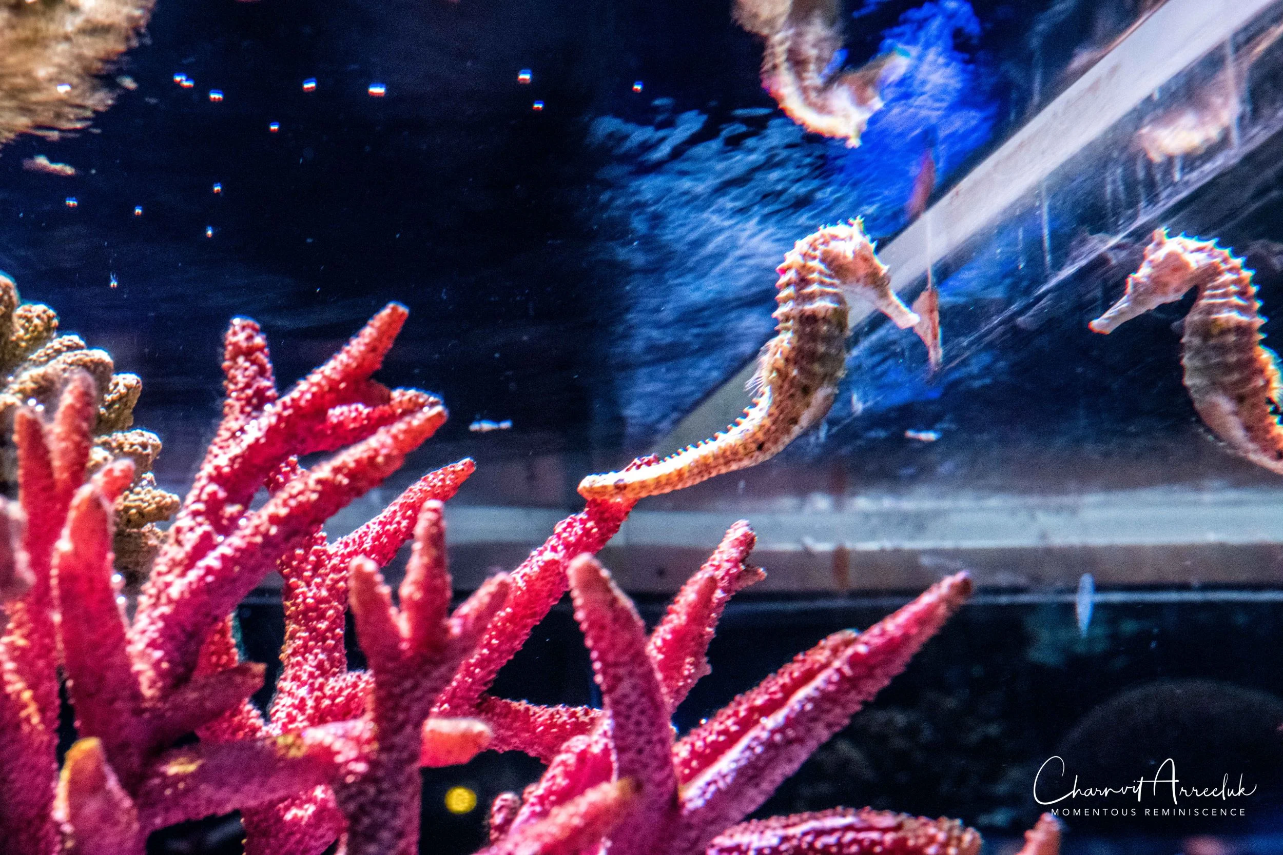2018-11-19 - Siam Ocean World-138_Resize.jpg