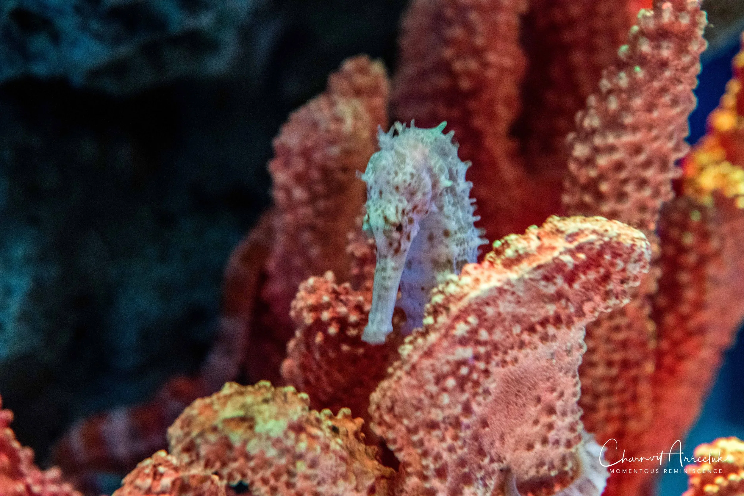 2018-11-19 - Siam Ocean World-140_Resize.jpg