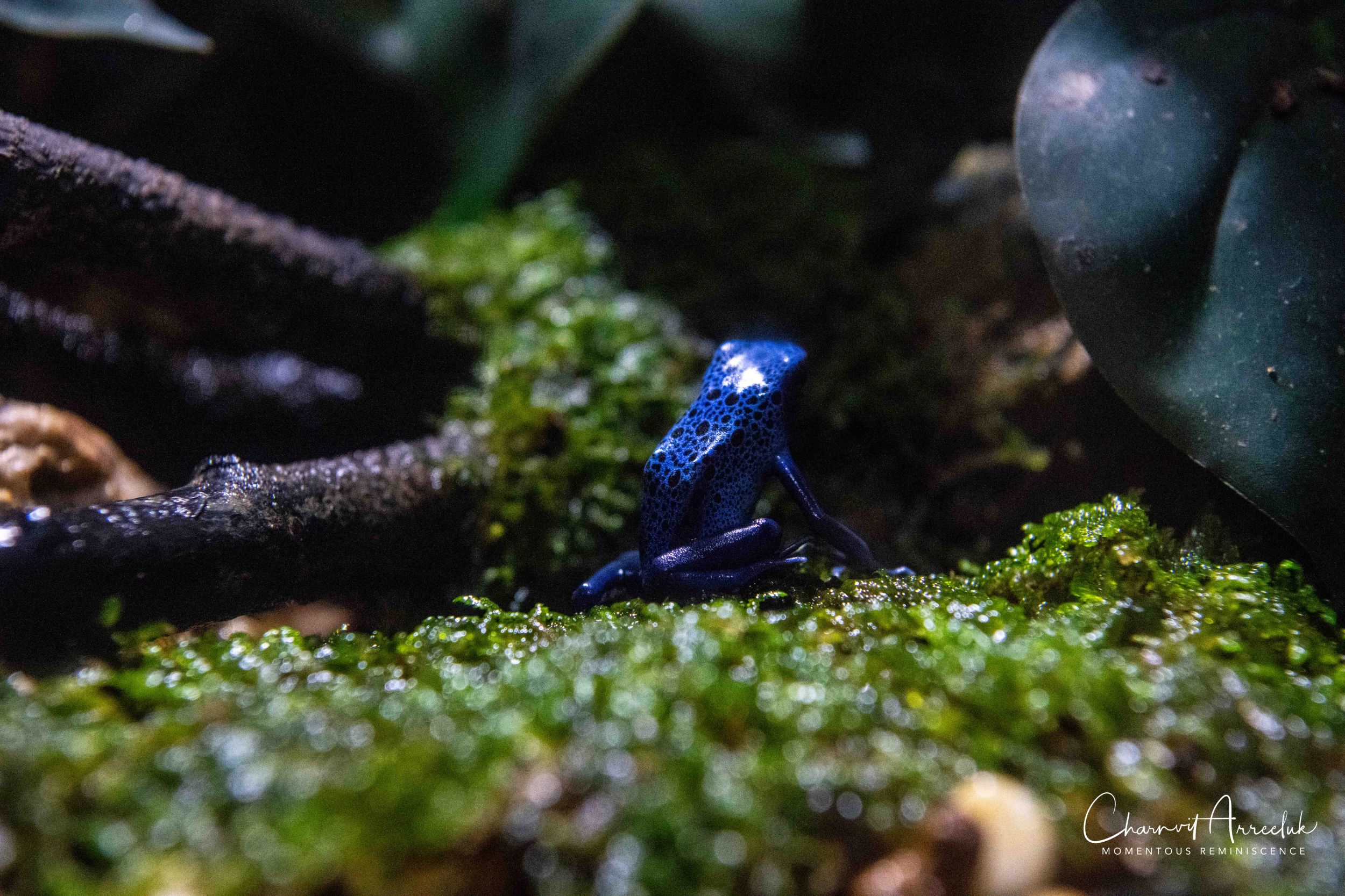 2018-11-19 - Siam Ocean World-152_Resize.jpg