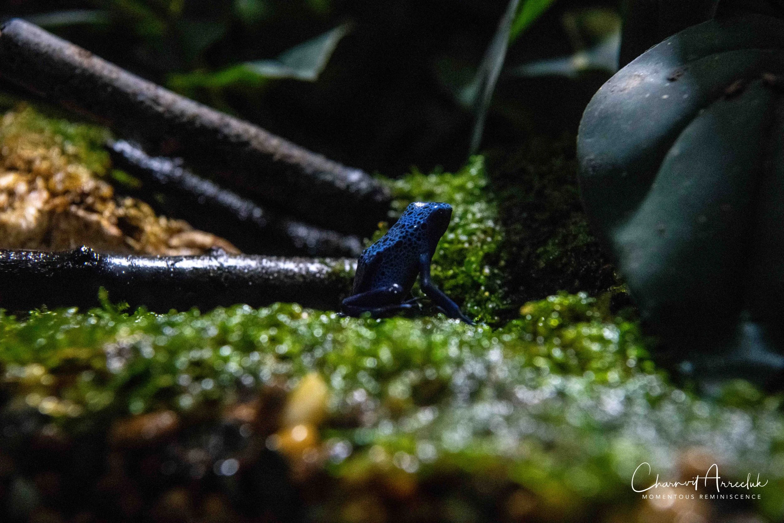2018-11-19 - Siam Ocean World-158_Resize.jpg