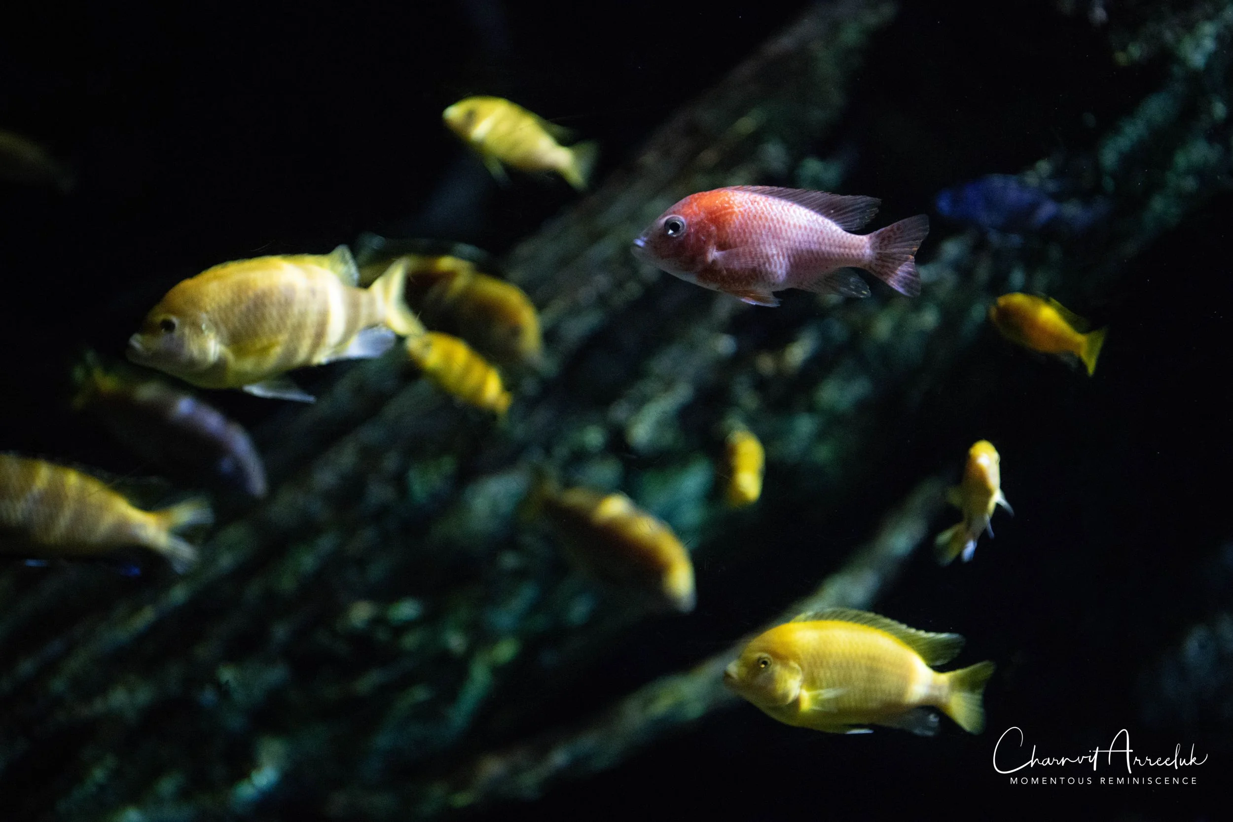 2018-11-19 - Siam Ocean World-166_Resize.jpg