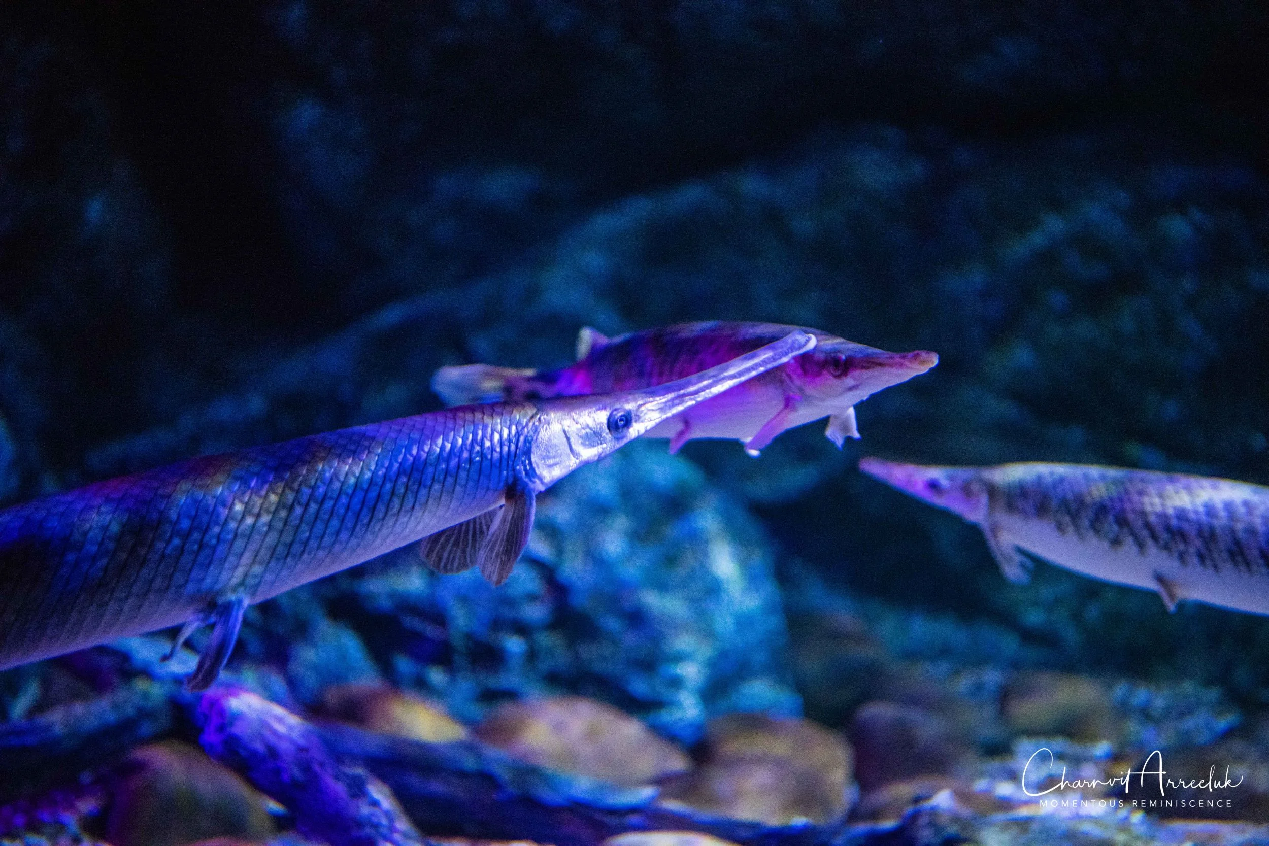 2018-11-19 - Siam Ocean World-176_Resize.jpg