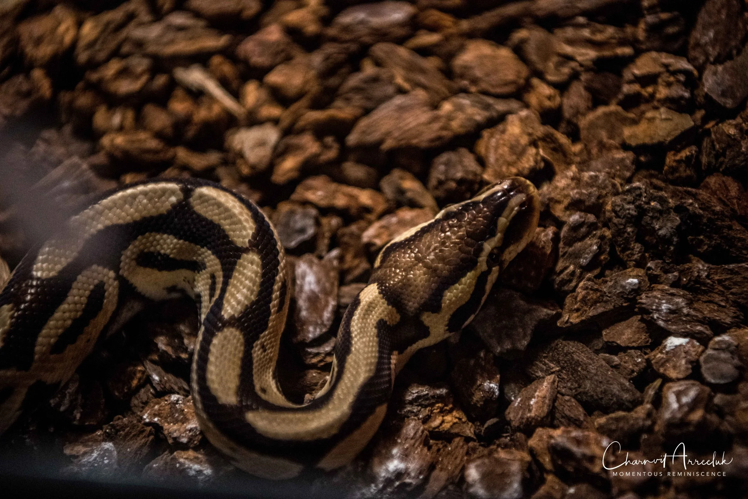 2018-11-19 - Siam Ocean World-178_Resize.jpg