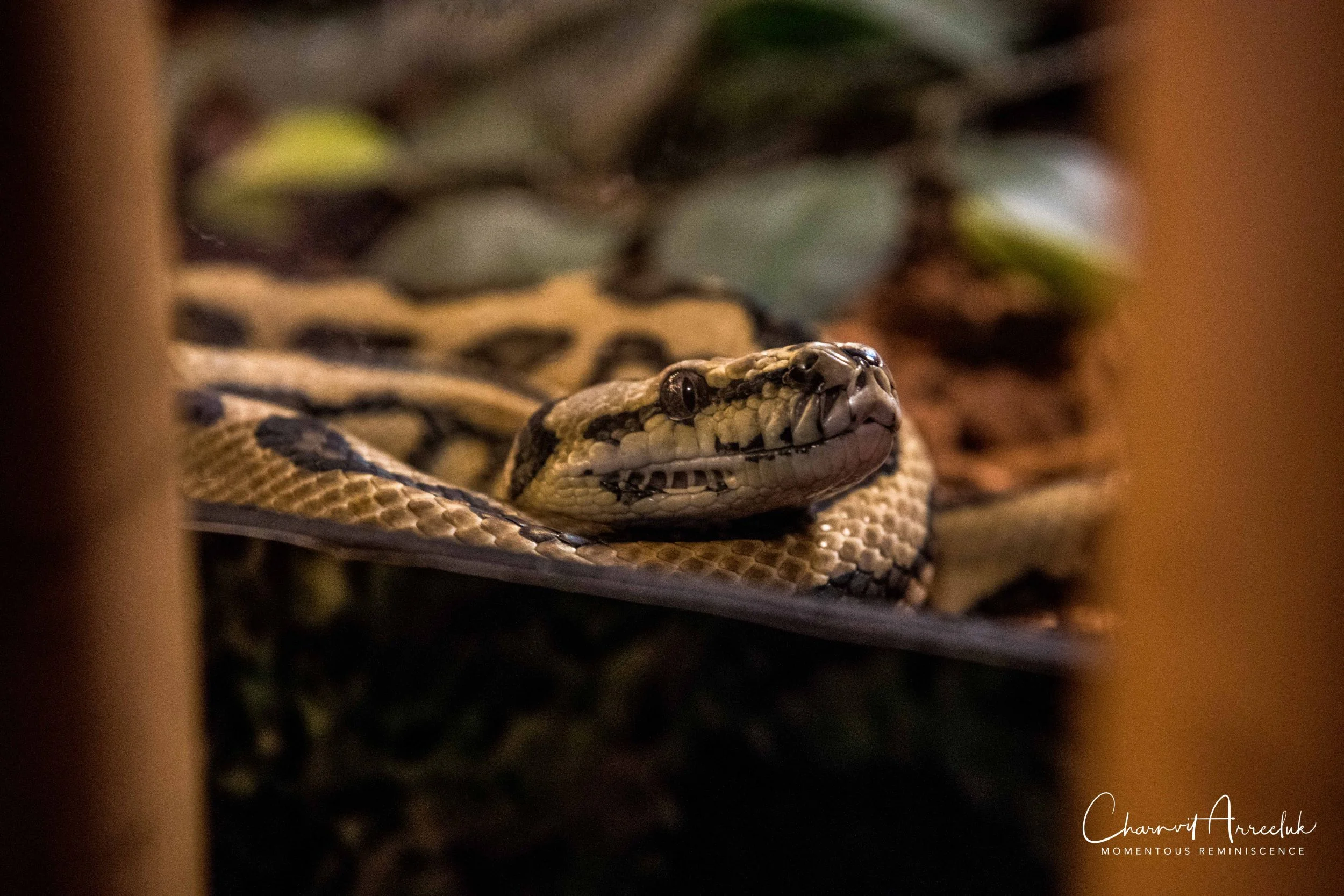 2018-11-19 - Siam Ocean World-182_Resize.jpg