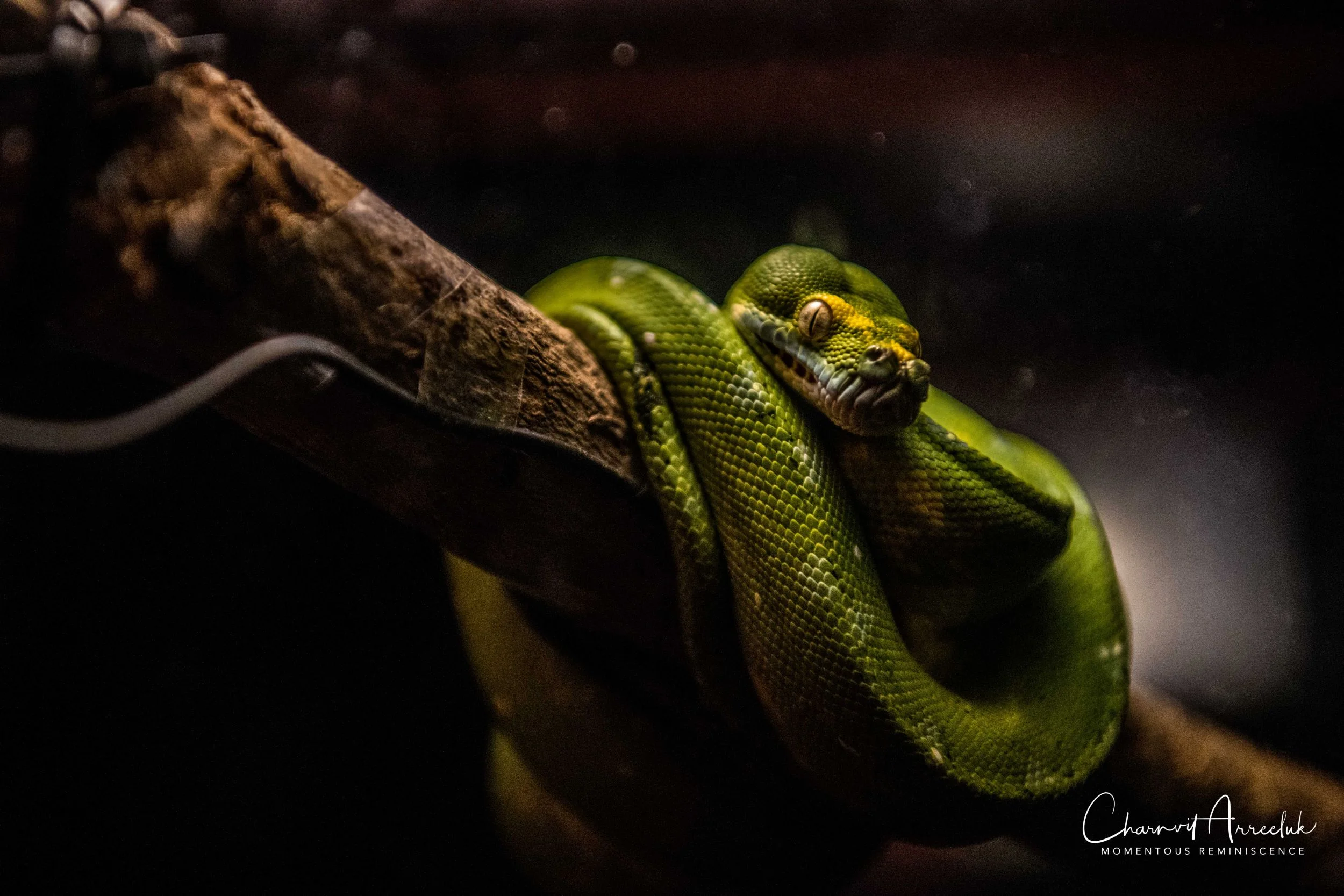 2018-11-19 - Siam Ocean World-195_Resize.jpg