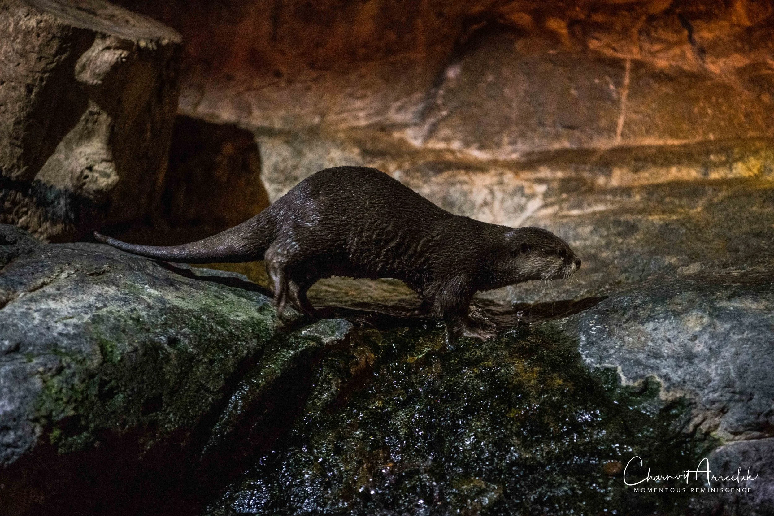 2018-11-19 - Siam Ocean World-208_Resize.jpg