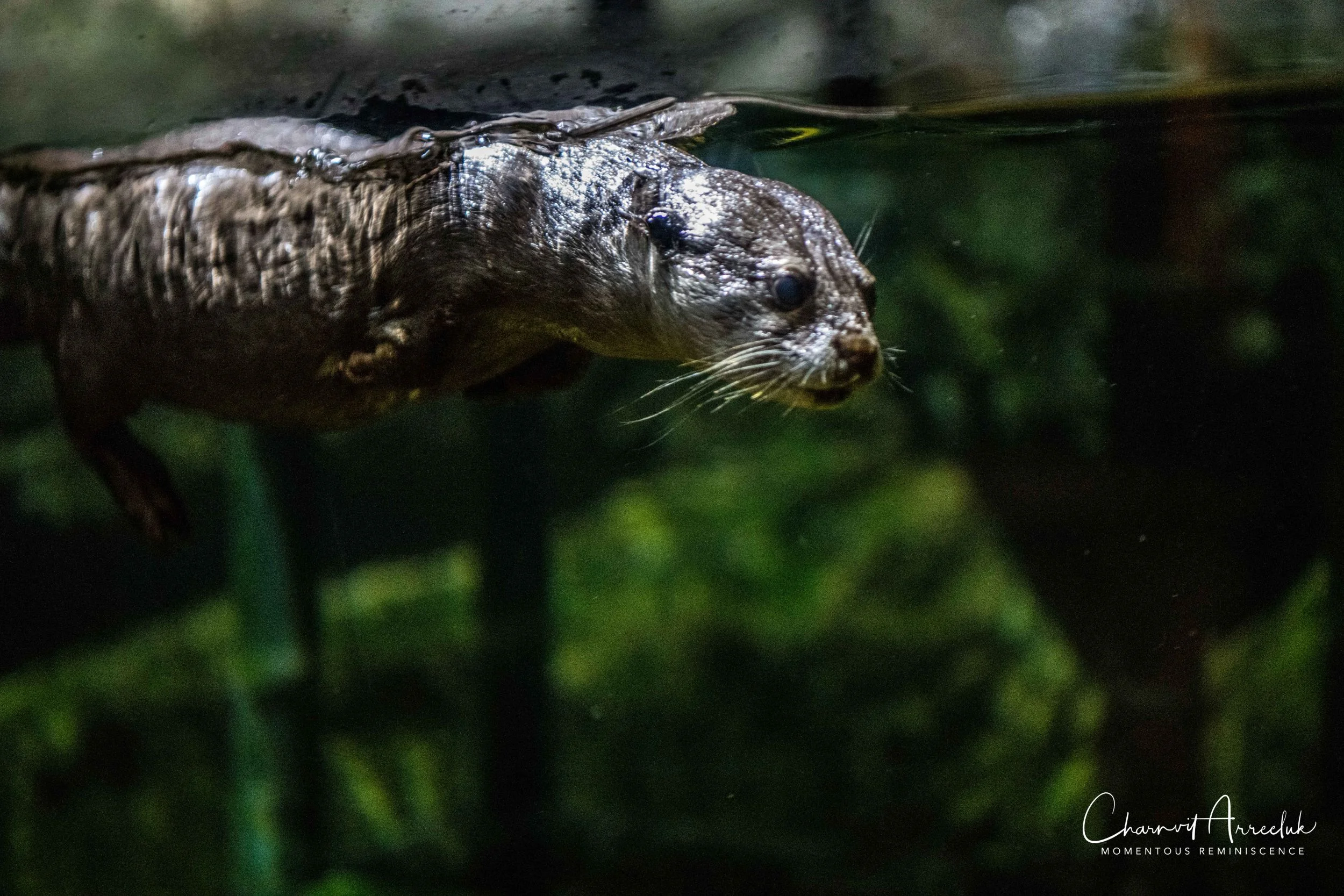 2018-11-19 - Siam Ocean World-212_Resize.jpg