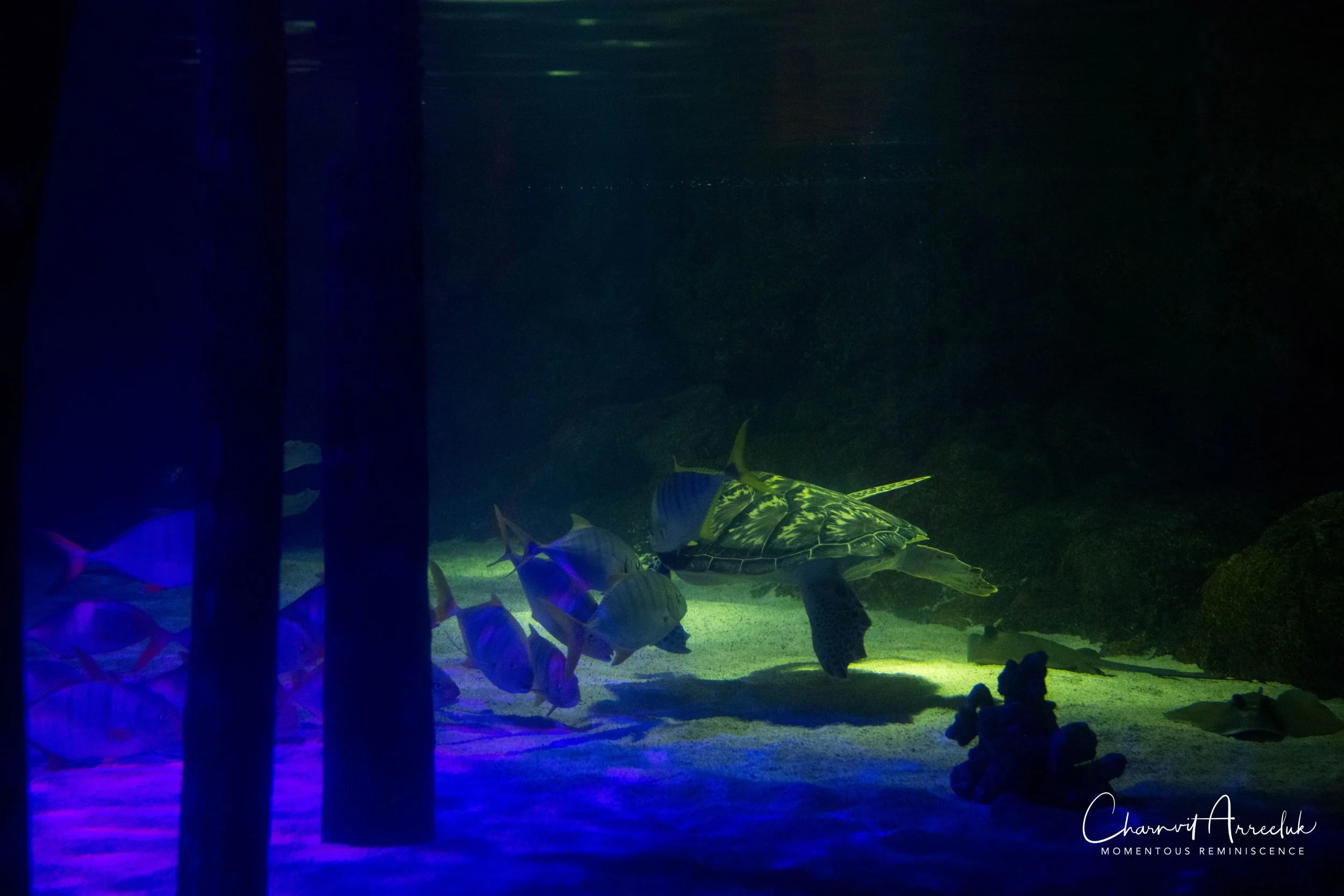 2018-11-19 - Siam Ocean World-231_Resize.jpg