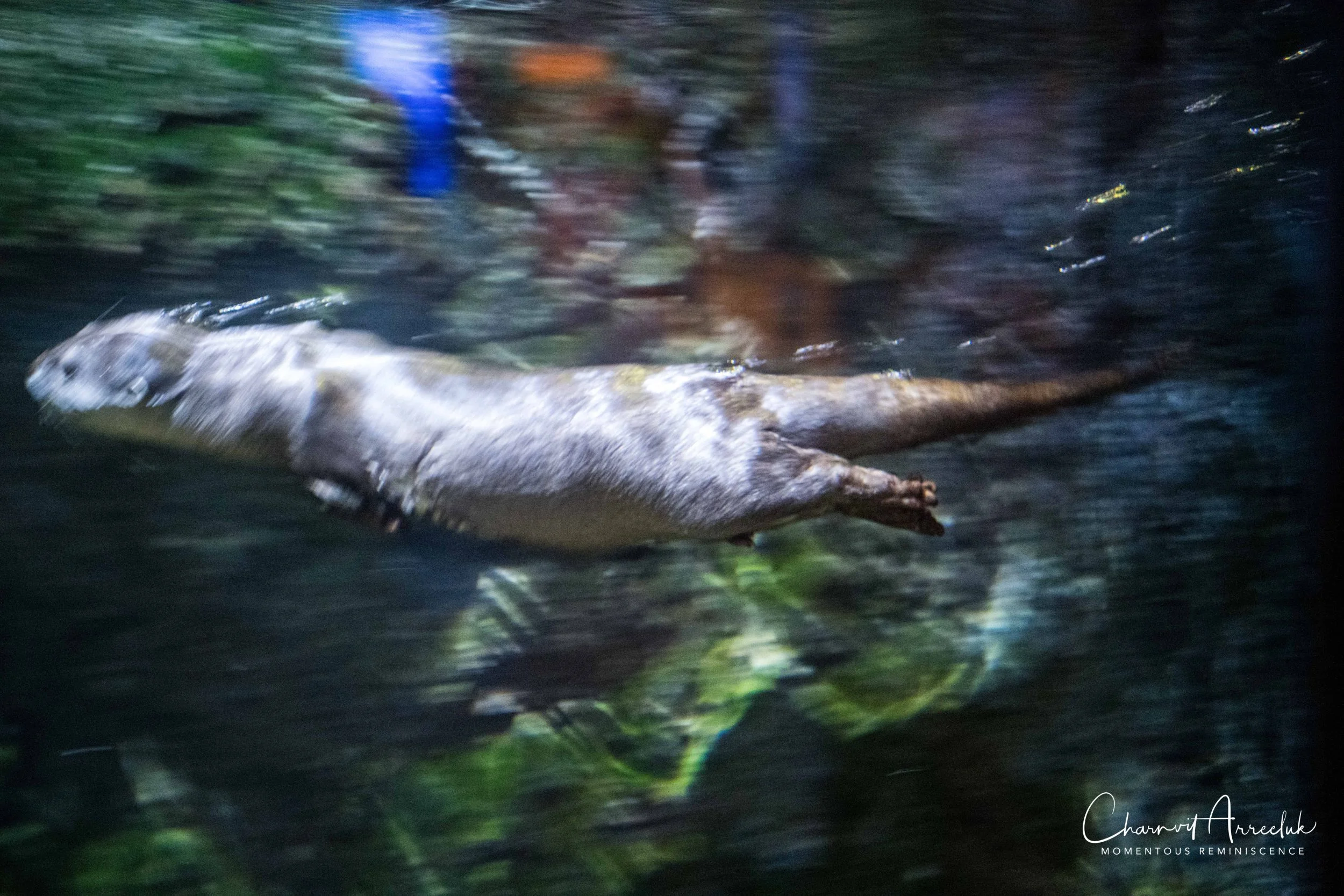 2018-11-19 - Siam Ocean World-220_Resize.jpg