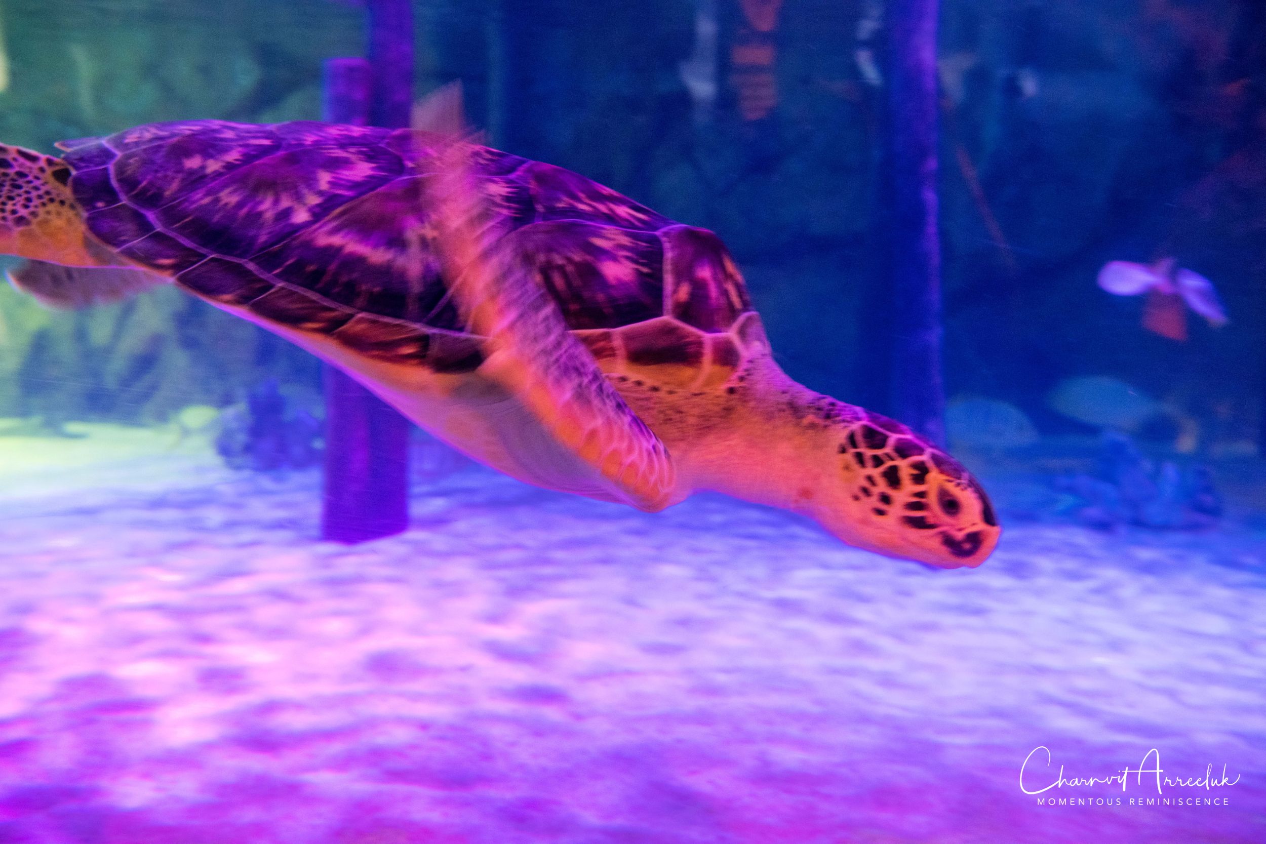 2018-11-19 - Siam Ocean World-237_Resize.jpg