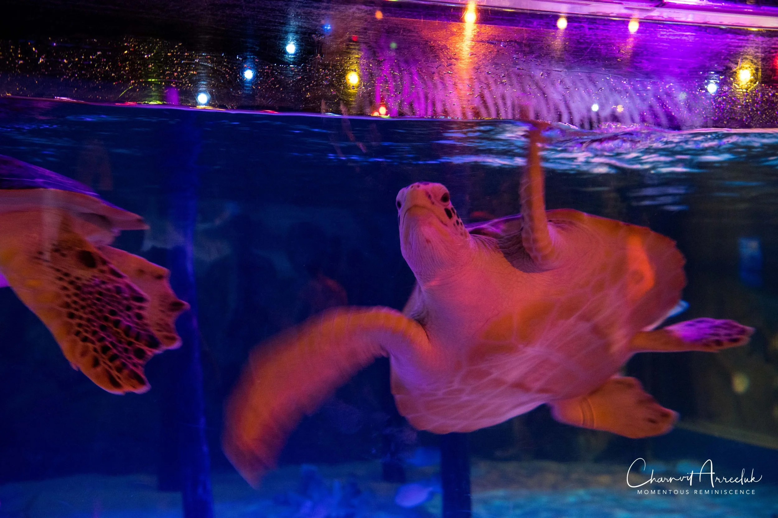 2018-11-19 - Siam Ocean World-233_Resize.jpg