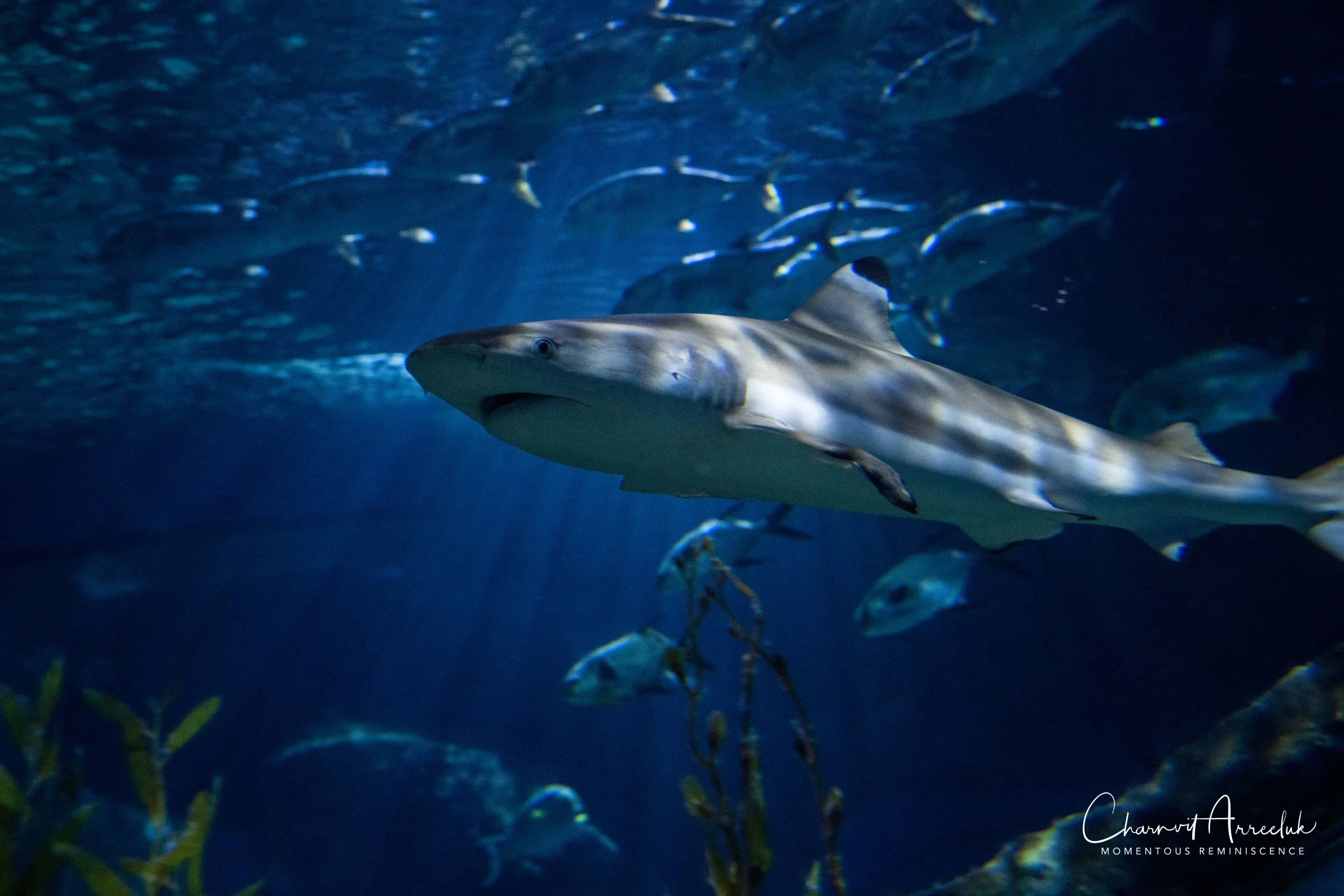 2018-11-19 - Siam Ocean World-242_Resize.jpg
