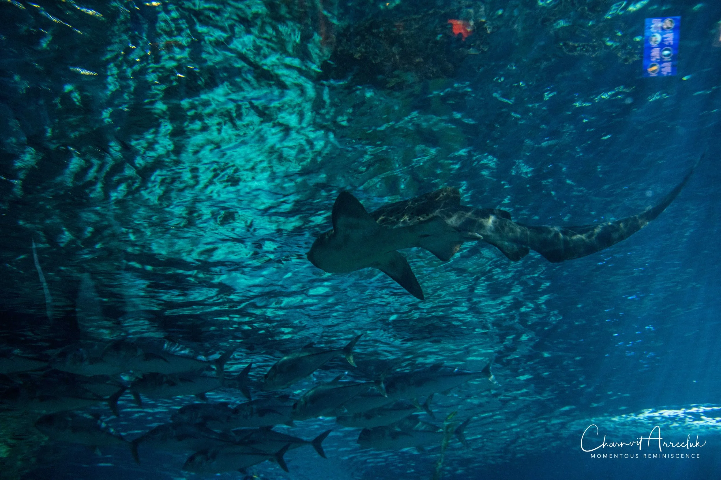 2018-11-19 - Siam Ocean World-240_Resize.jpg