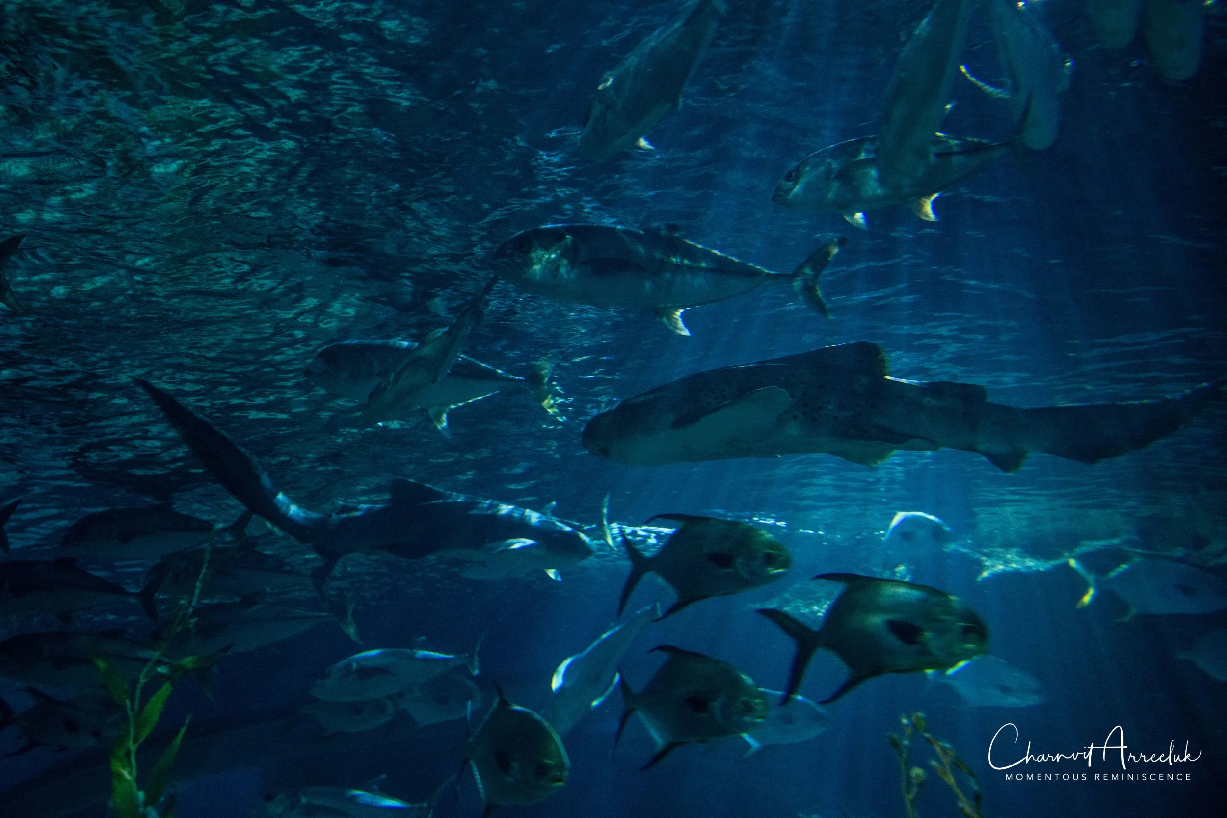 2018-11-19 - Siam Ocean World-245_Resize.jpg