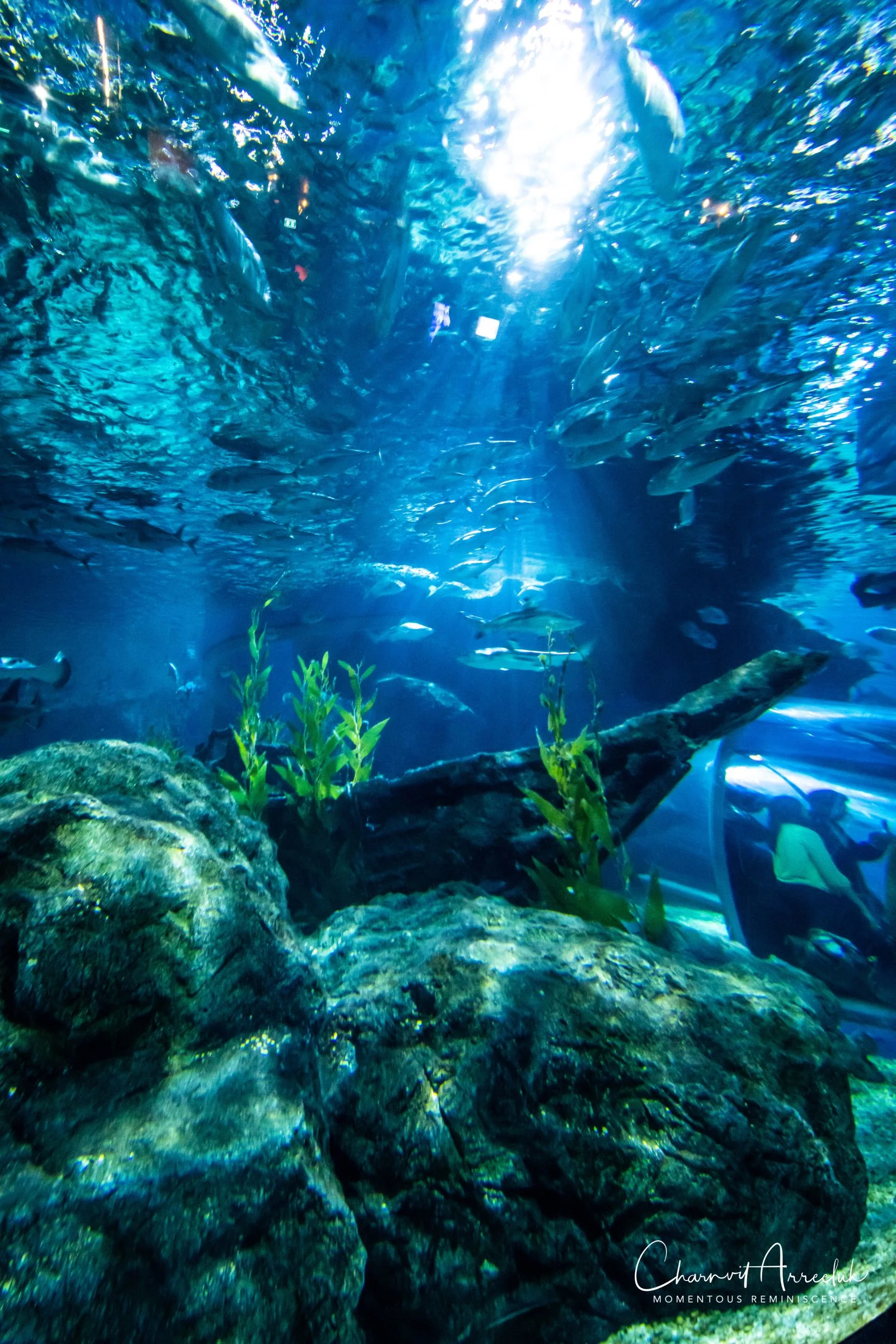 2018-11-19 - Siam Ocean World-248_Resize.jpg