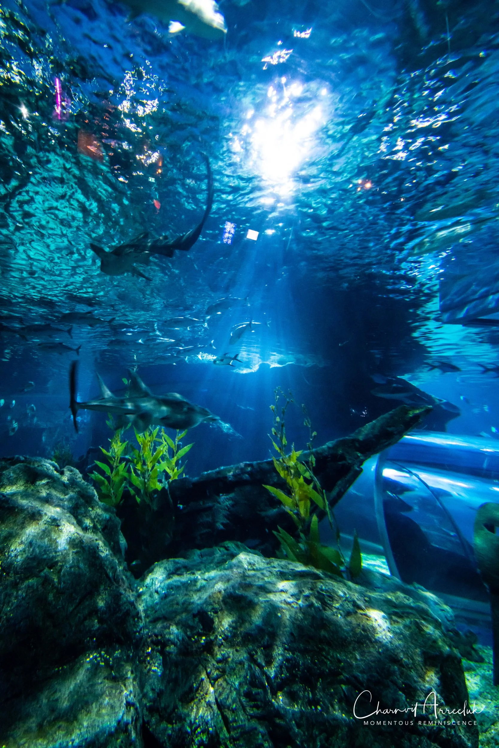 2018-11-19 - Siam Ocean World-261_Resize.jpg