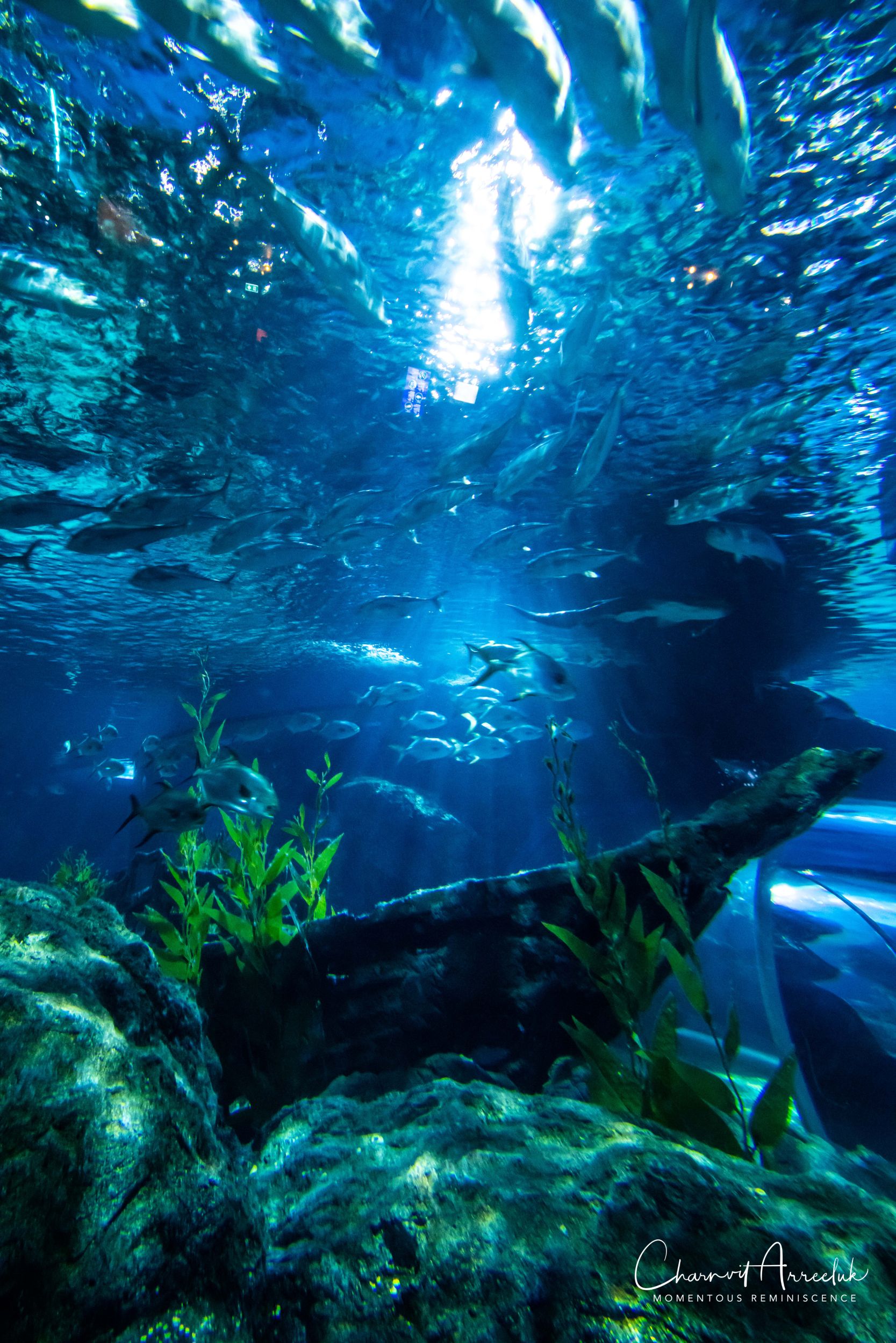 2018-11-19 - Siam Ocean World-266_Resize.jpg