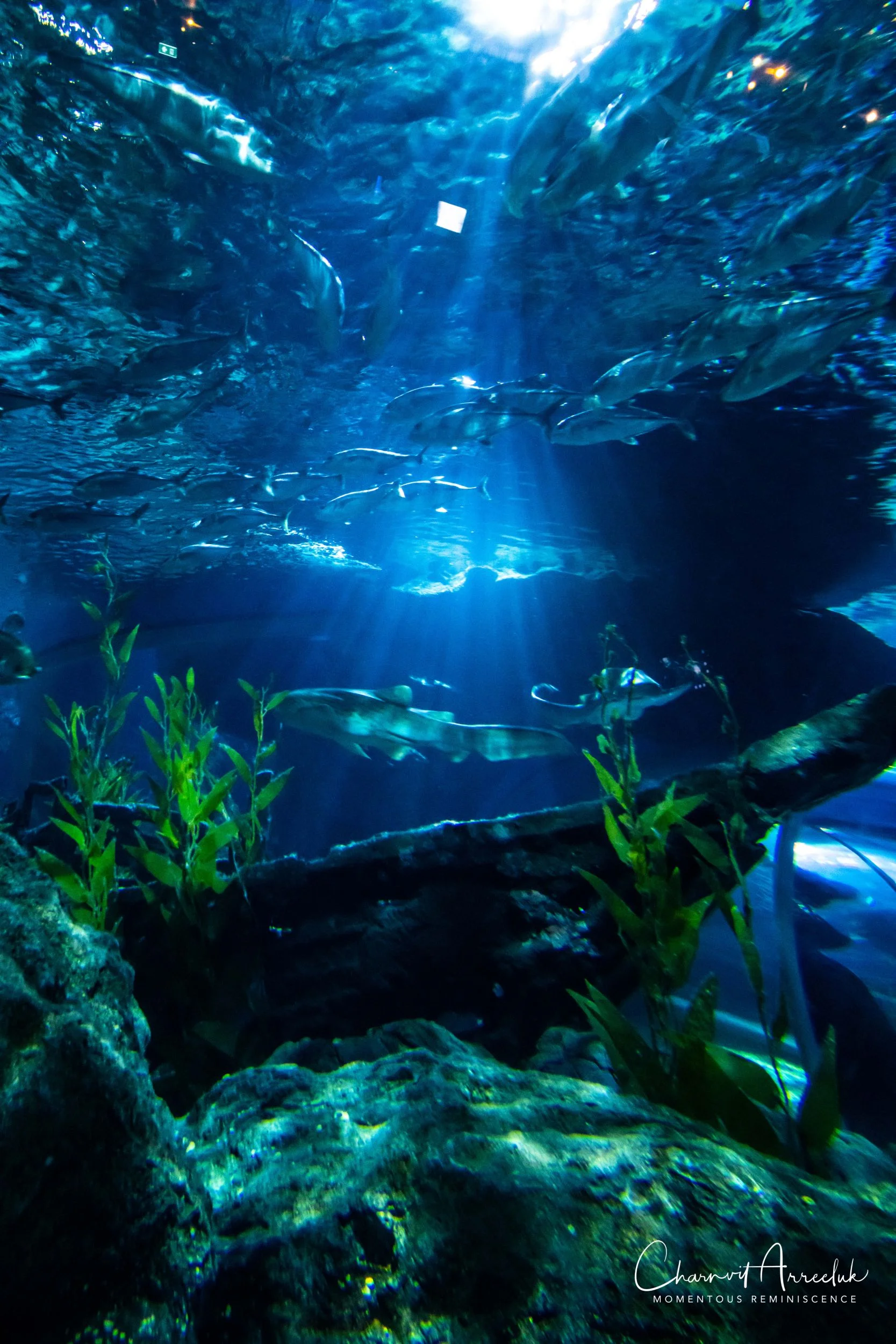 2018-11-19 - Siam Ocean World-268_Resize.jpg