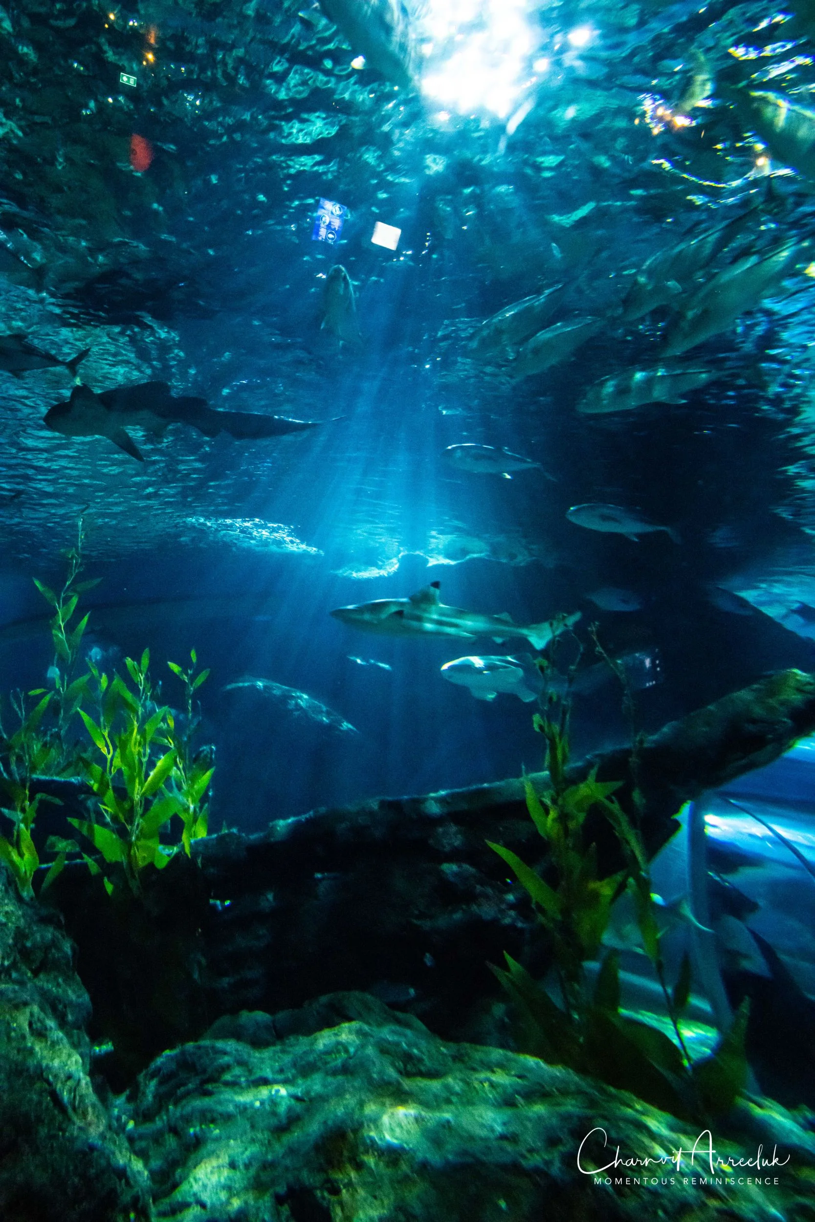 2018-11-19 - Siam Ocean World-272_Resize.jpg