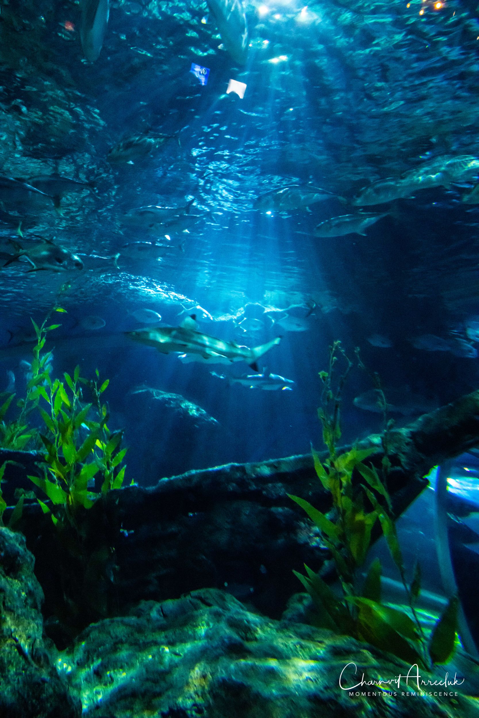 2018-11-19 - Siam Ocean World-282_Resize.jpg