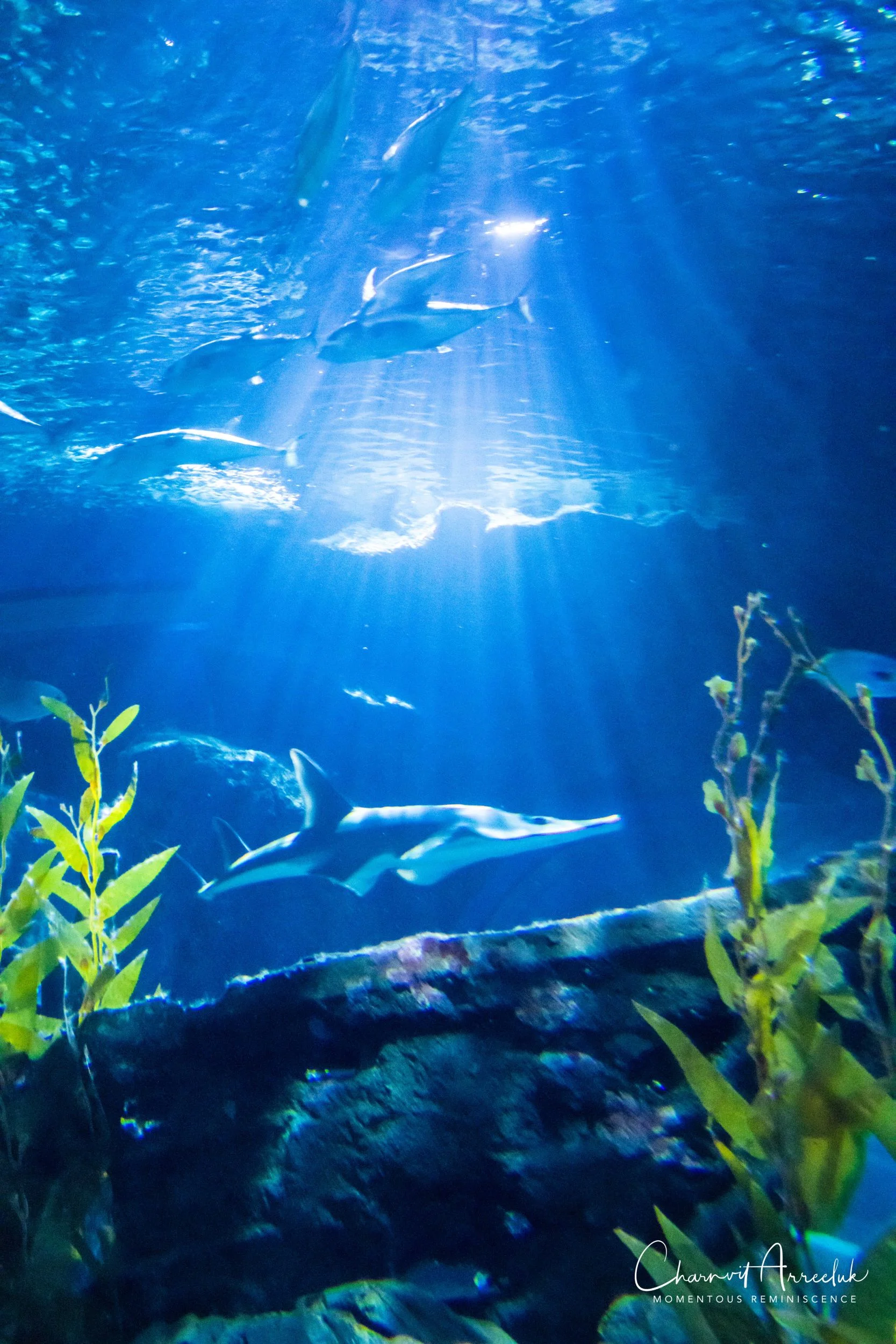 2018-11-19 - Siam Ocean World-295_Resize.jpg