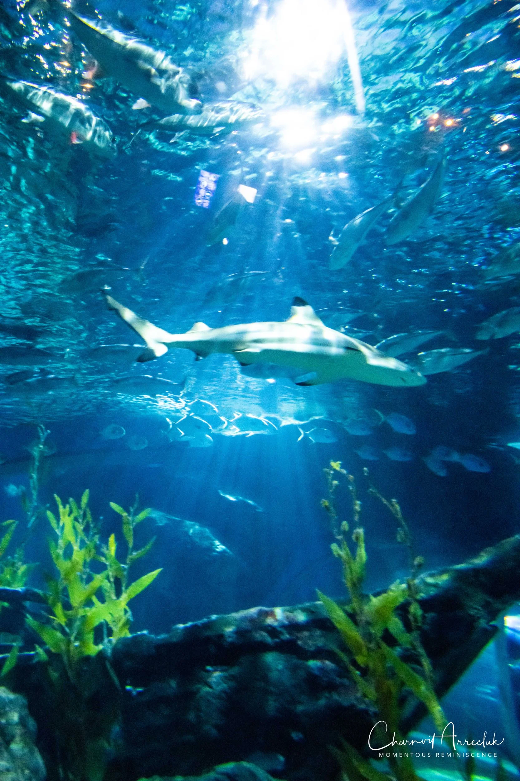 2018-11-19 - Siam Ocean World-303_Resize.jpg