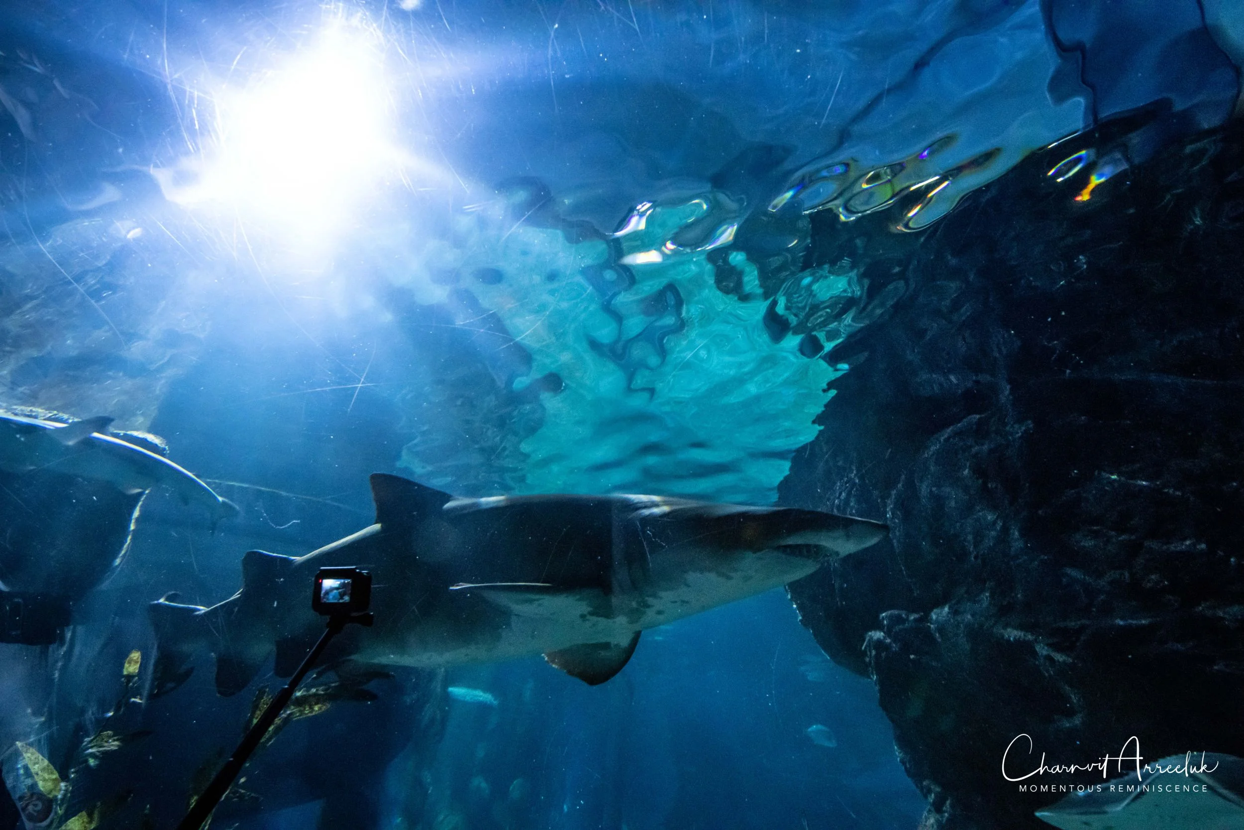 2018-11-19 - Siam Ocean World-312_Resize.jpg