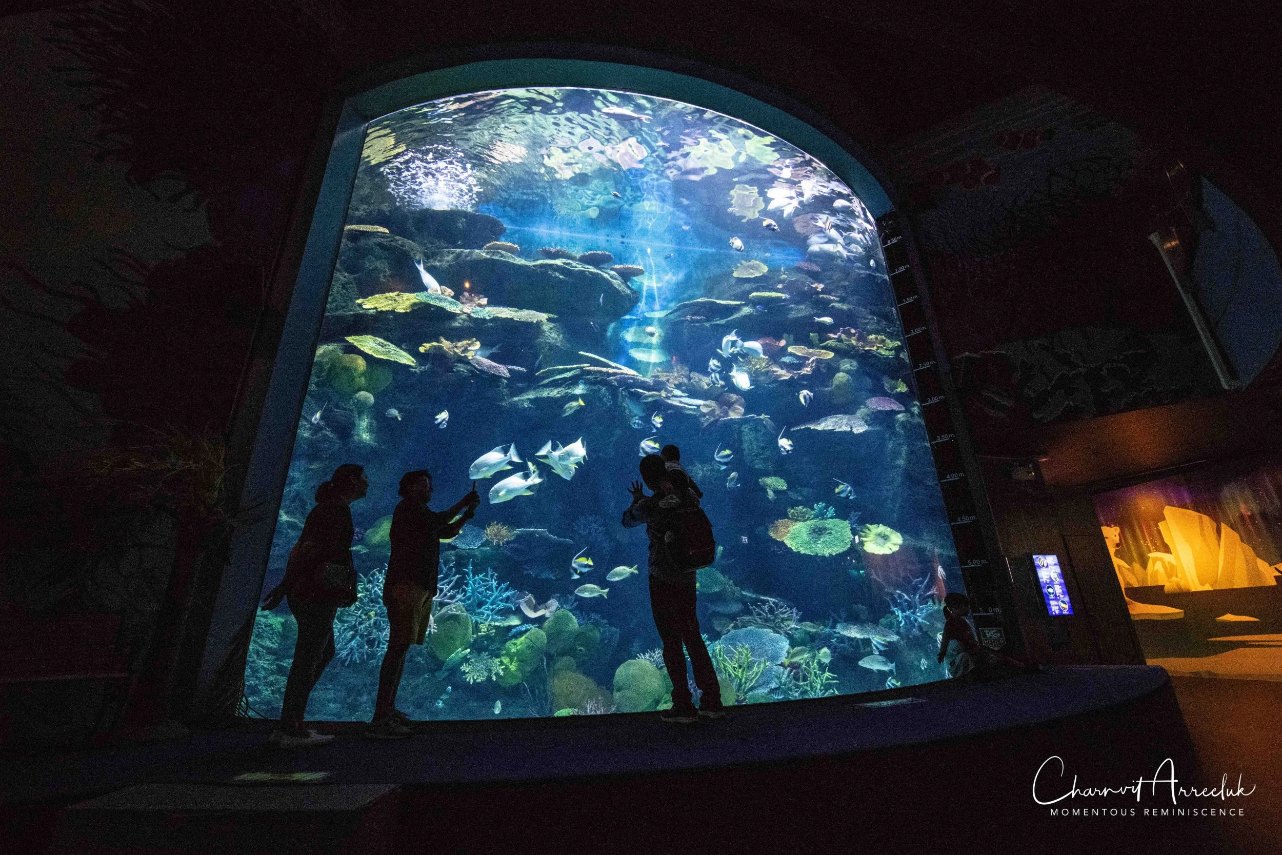 2018-11-19 - Siam Ocean World-308_Resize.jpg