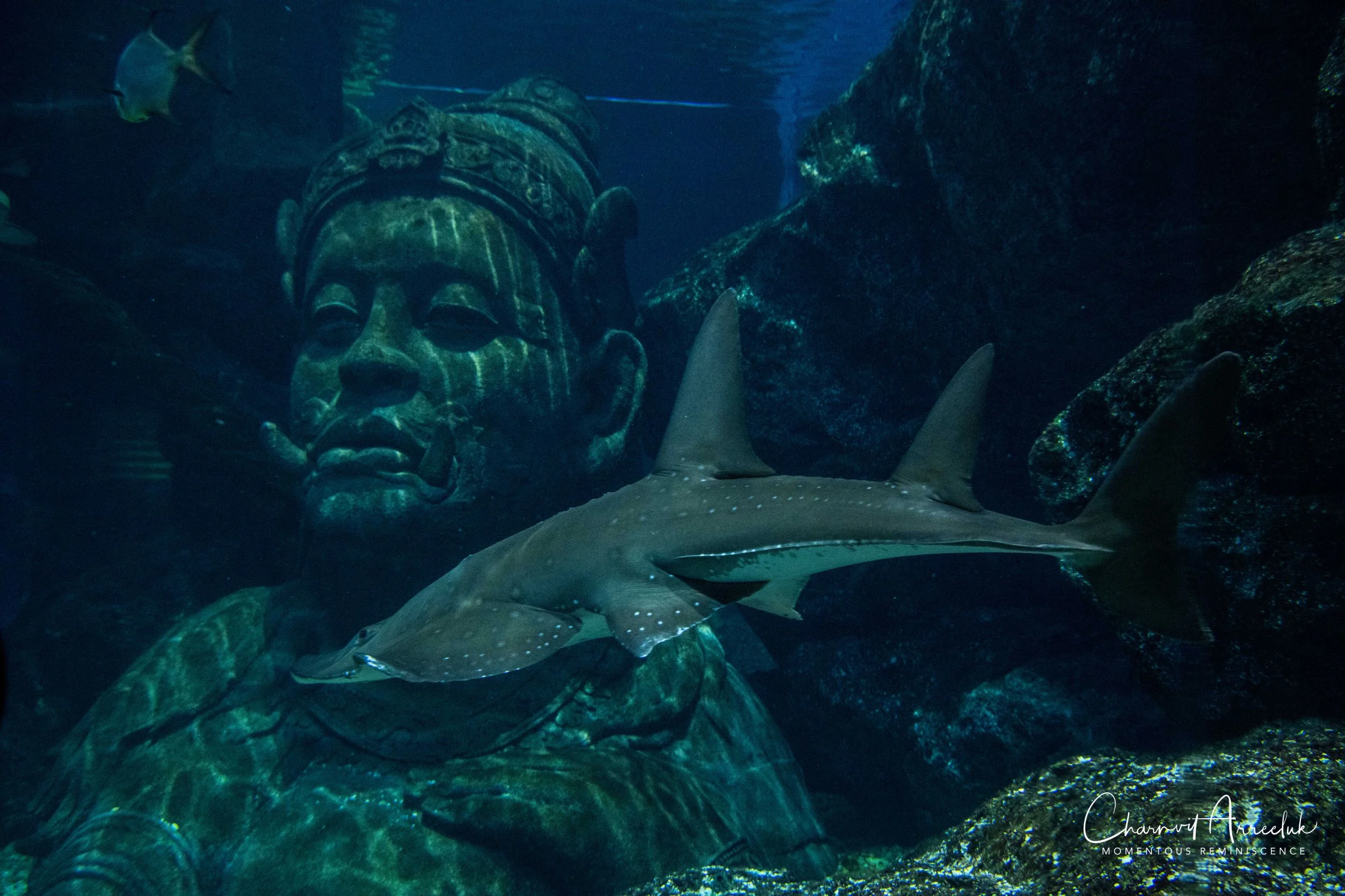 2018-11-19 - Siam Ocean World-318_Resize.jpg